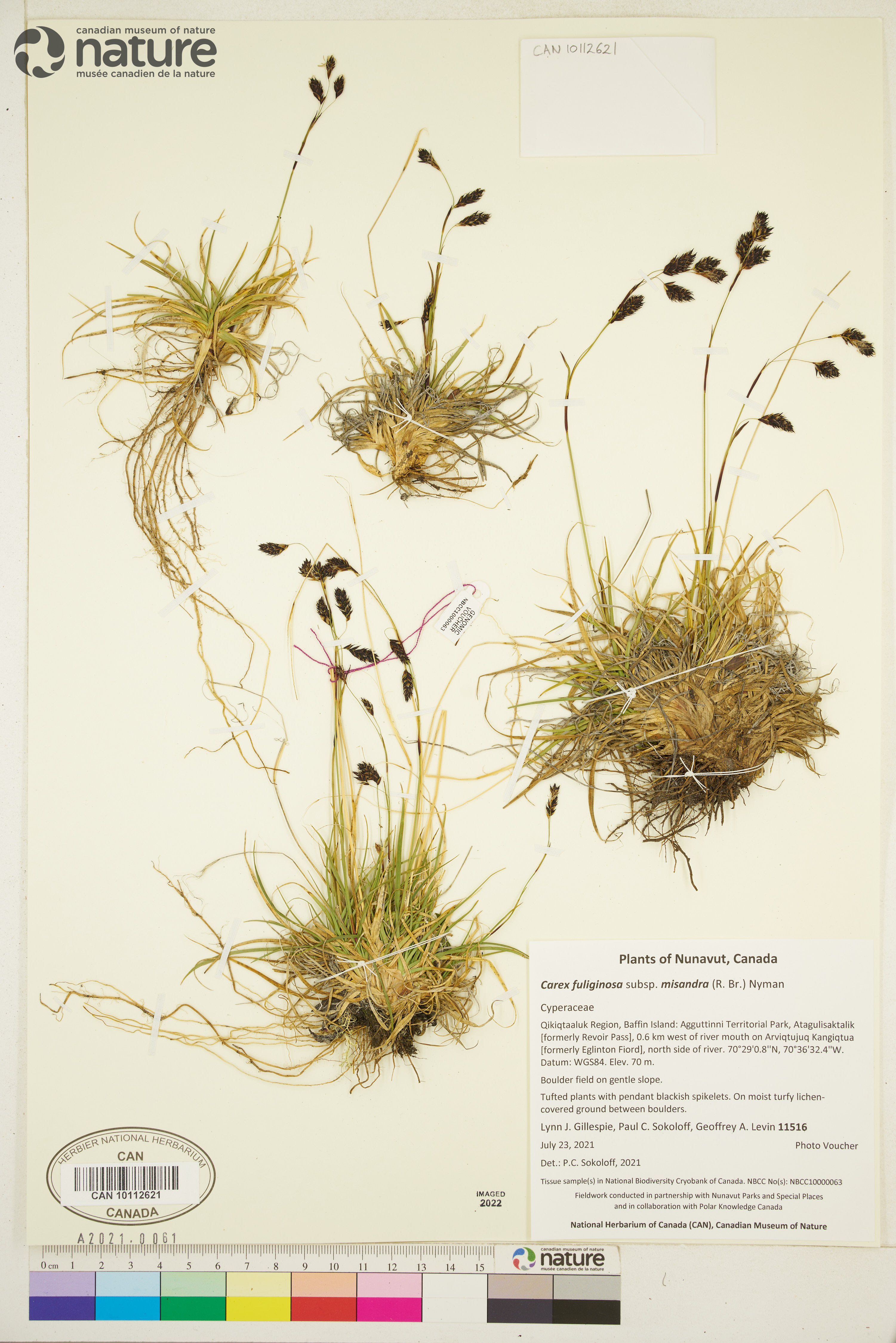 Carex fuliginosa image