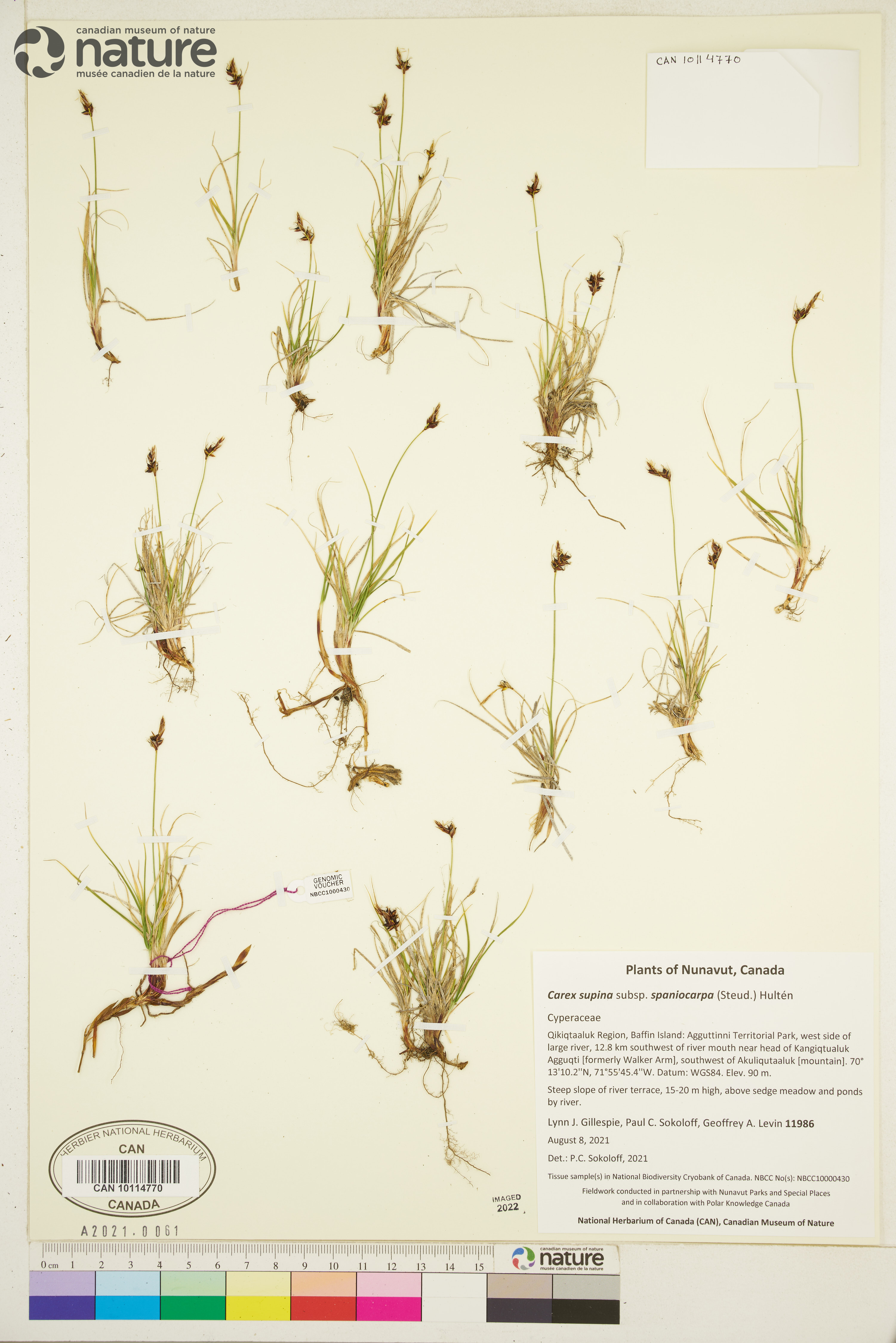 Carex supina image