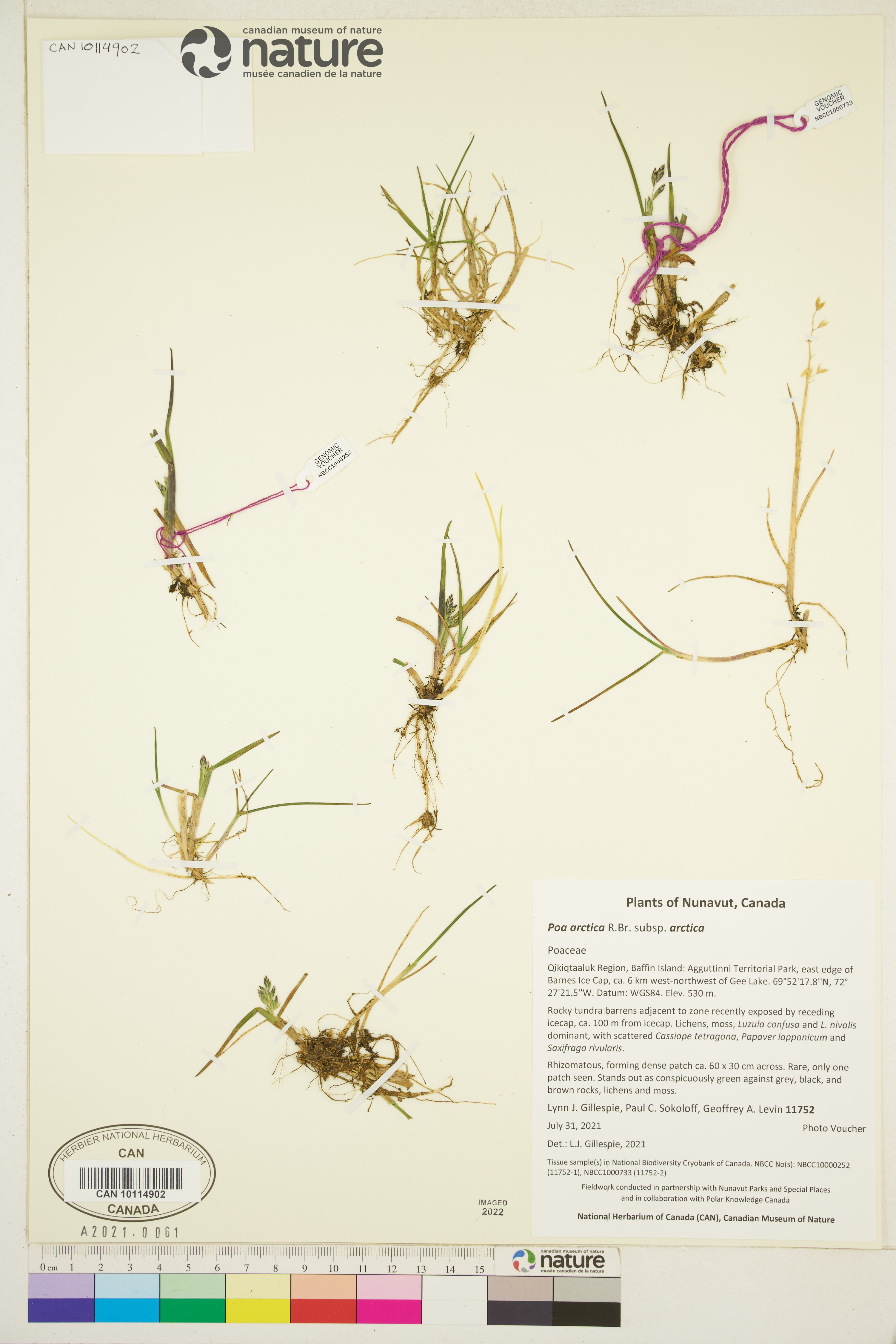 Poa arctica subsp. arctica image
