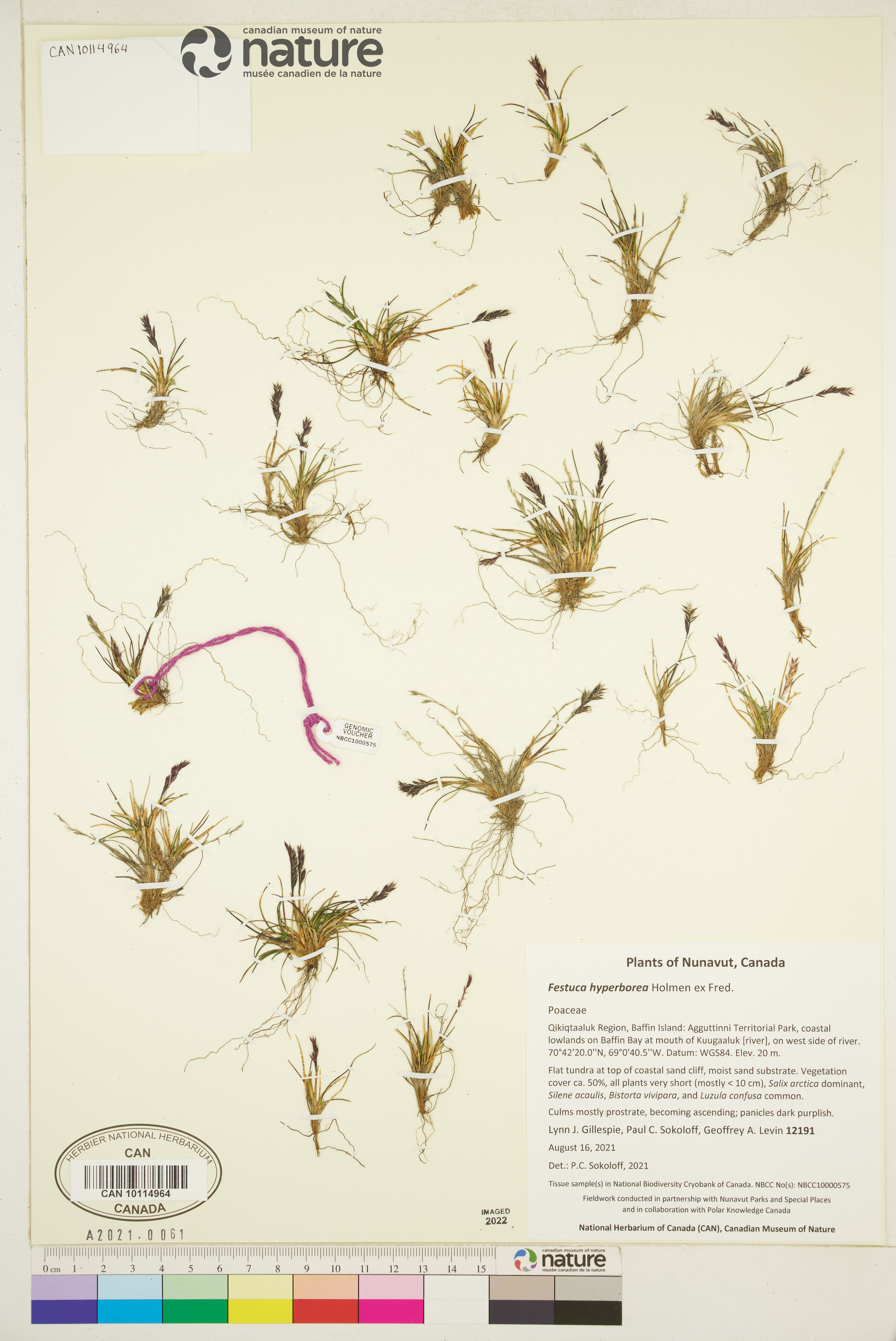 Festuca hyperborea image