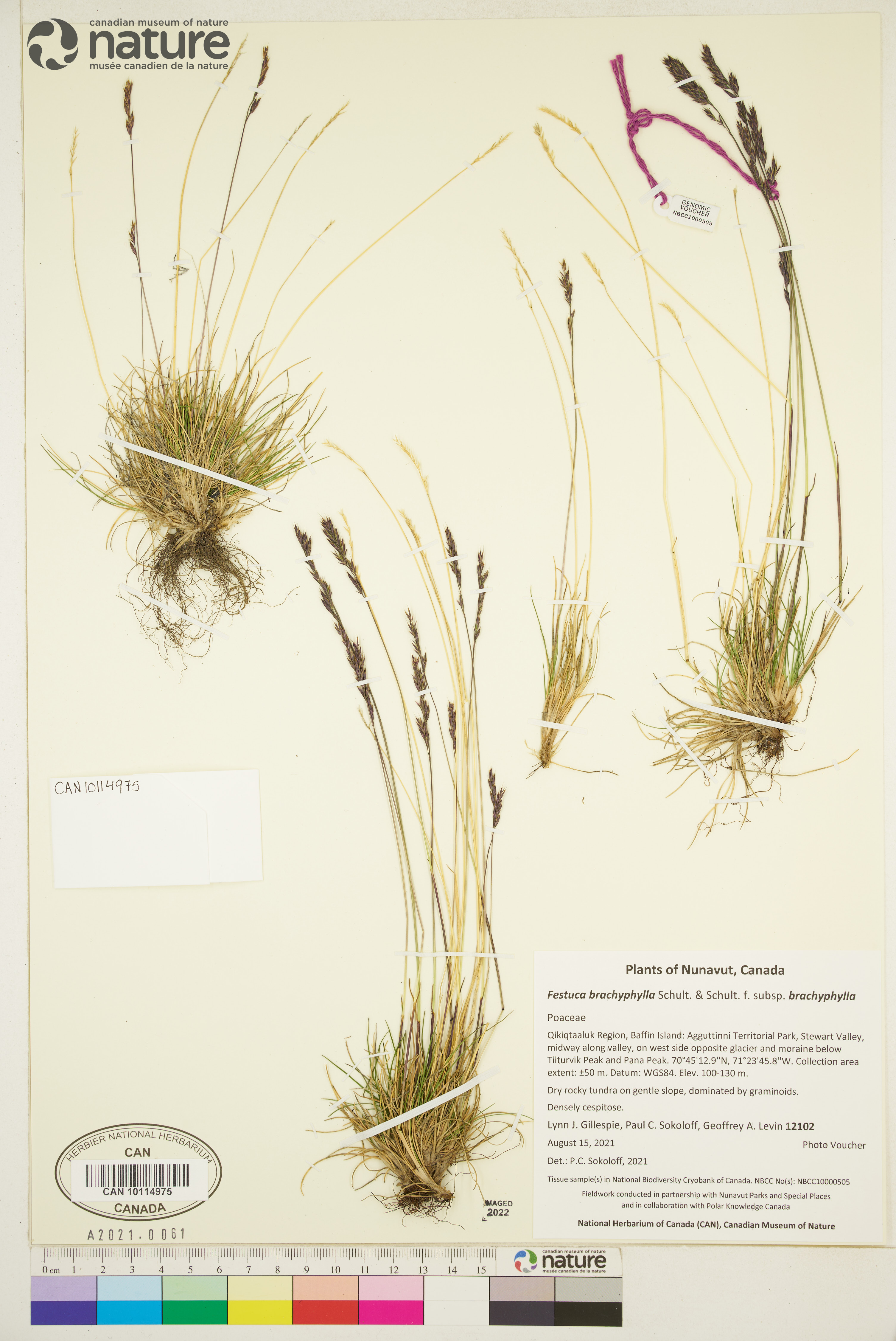Festuca brachyphylla subsp. brachyphylla image