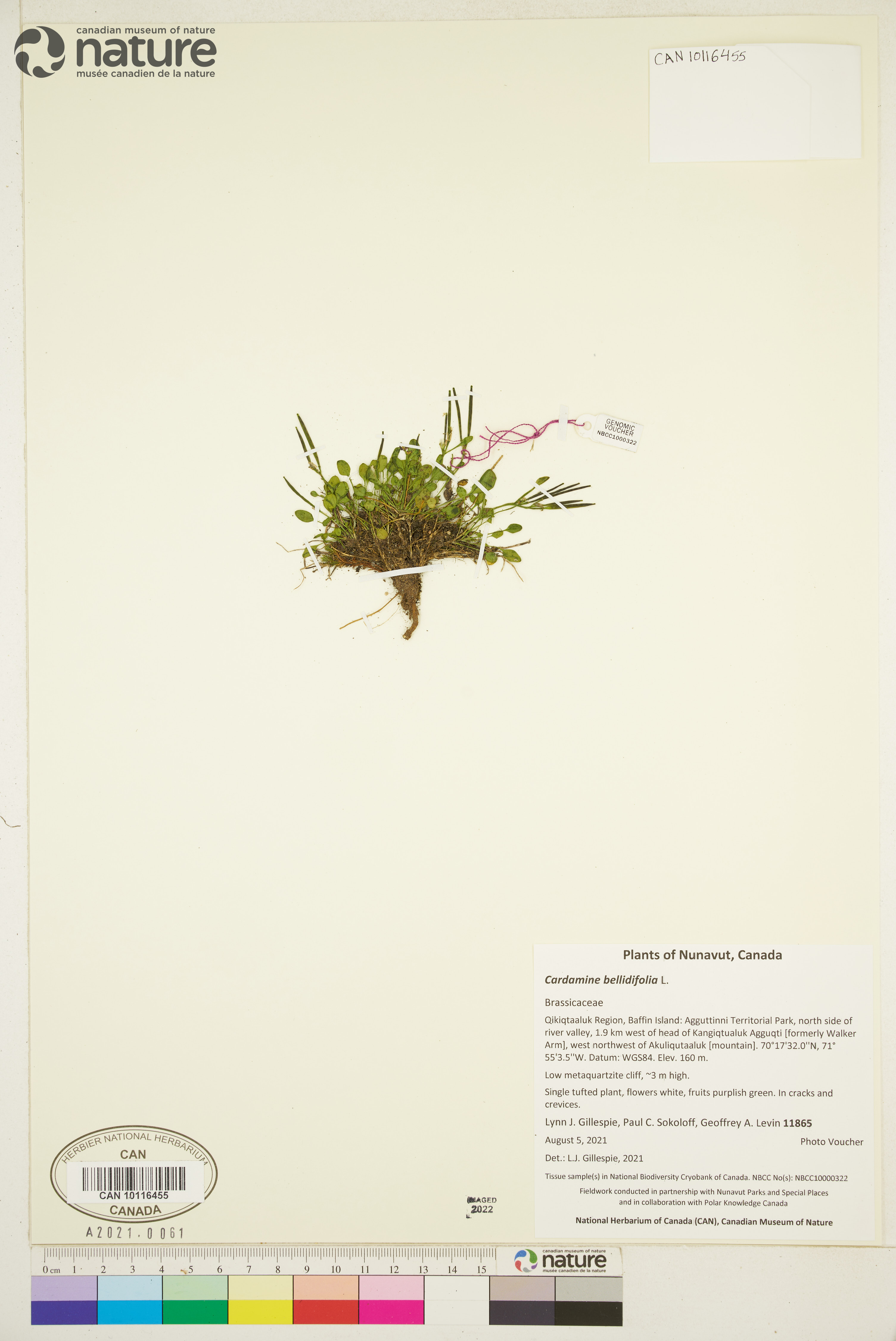 Cardamine bellidifolia image