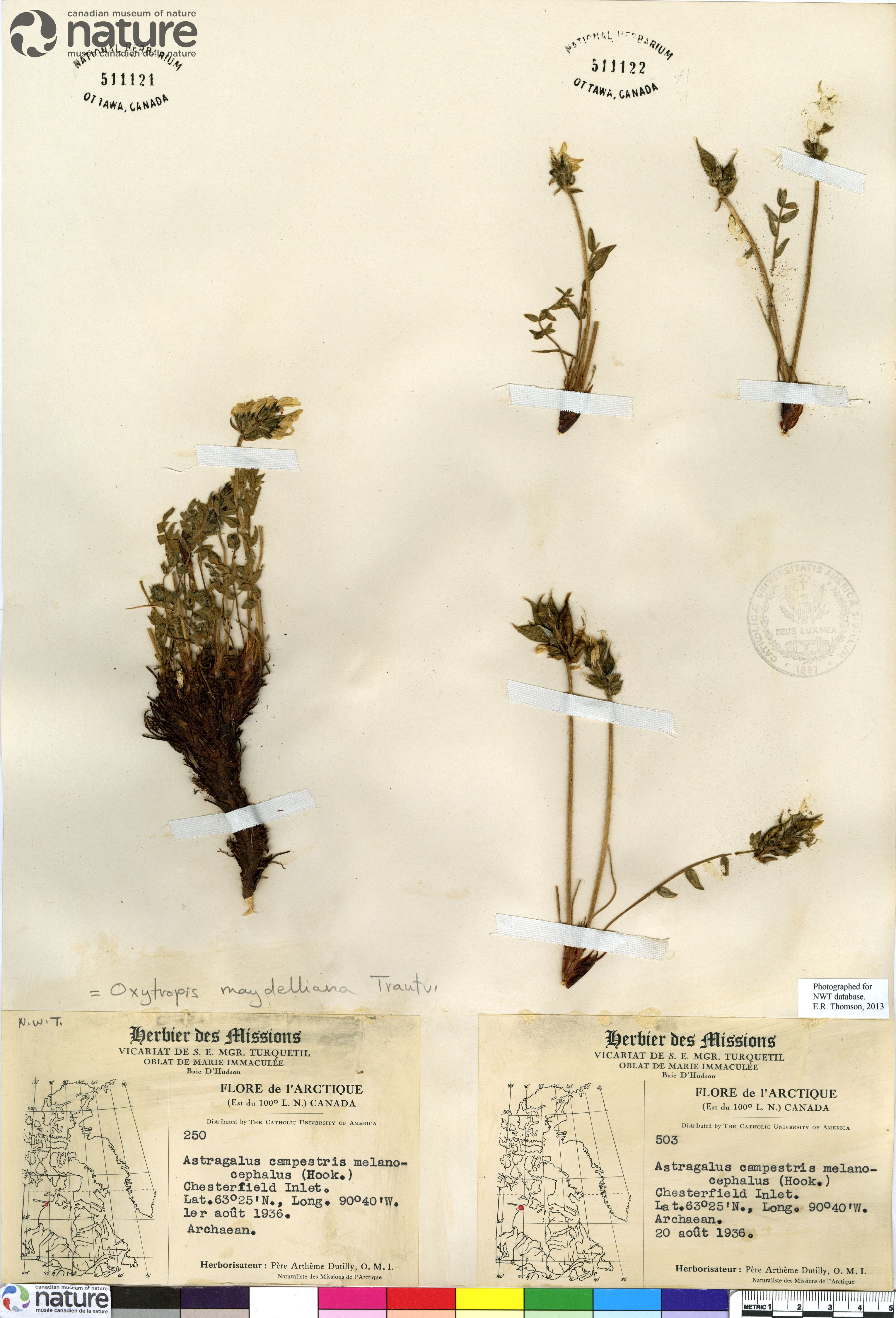 Oxytropis maydelliana image