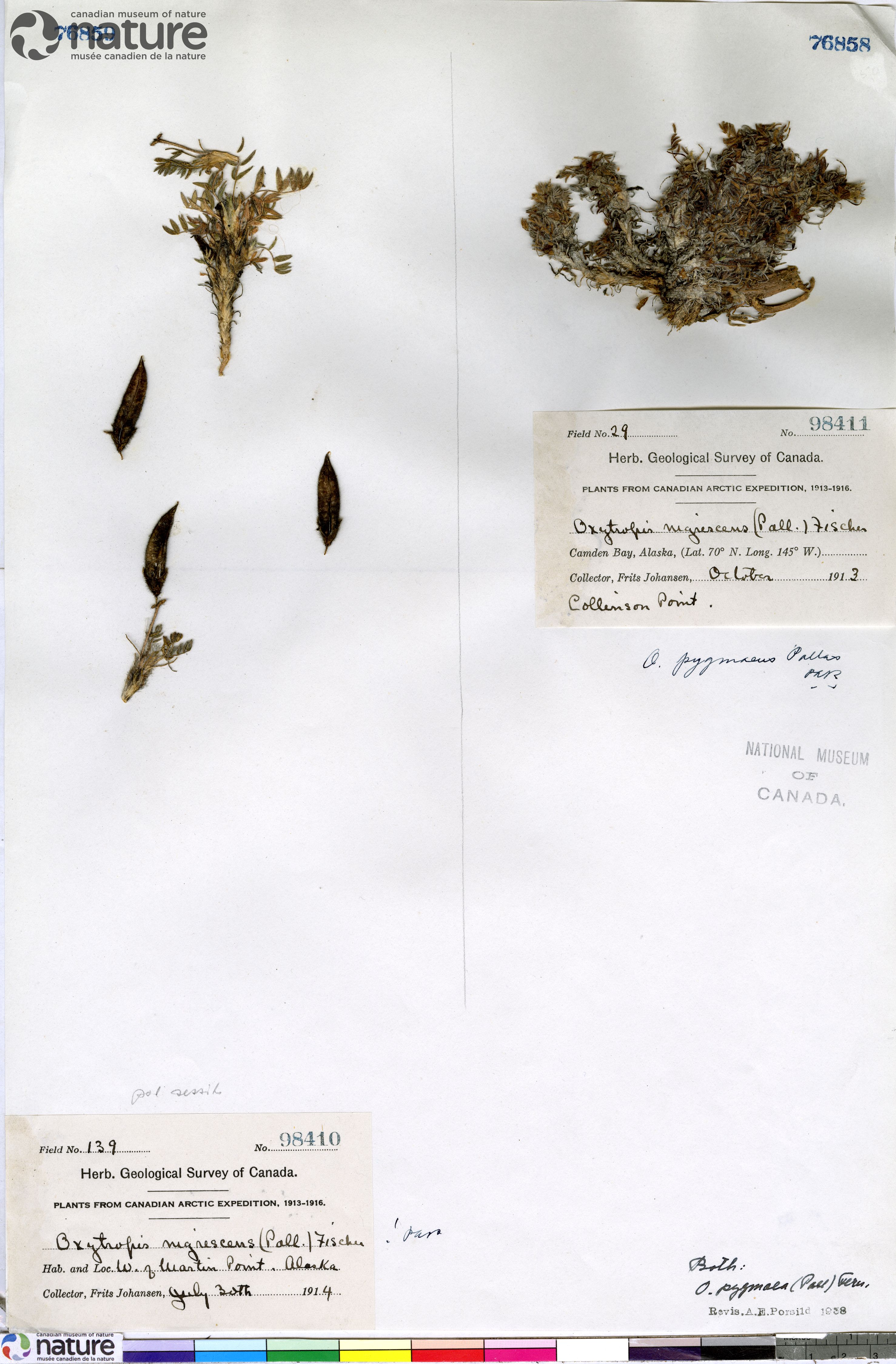 Oxytropis bryophila image