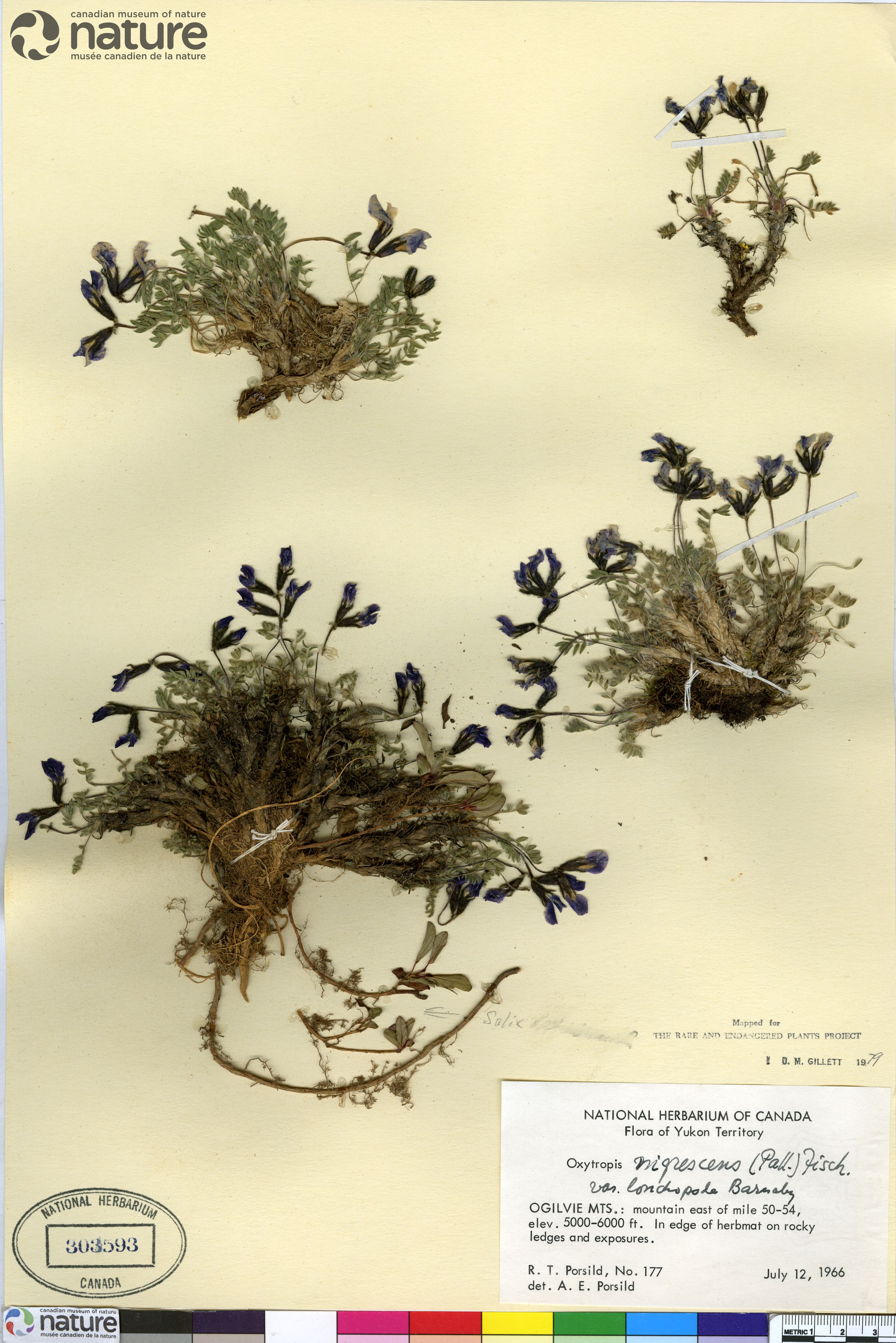Oxytropis nigrescens var. lonchopoda image