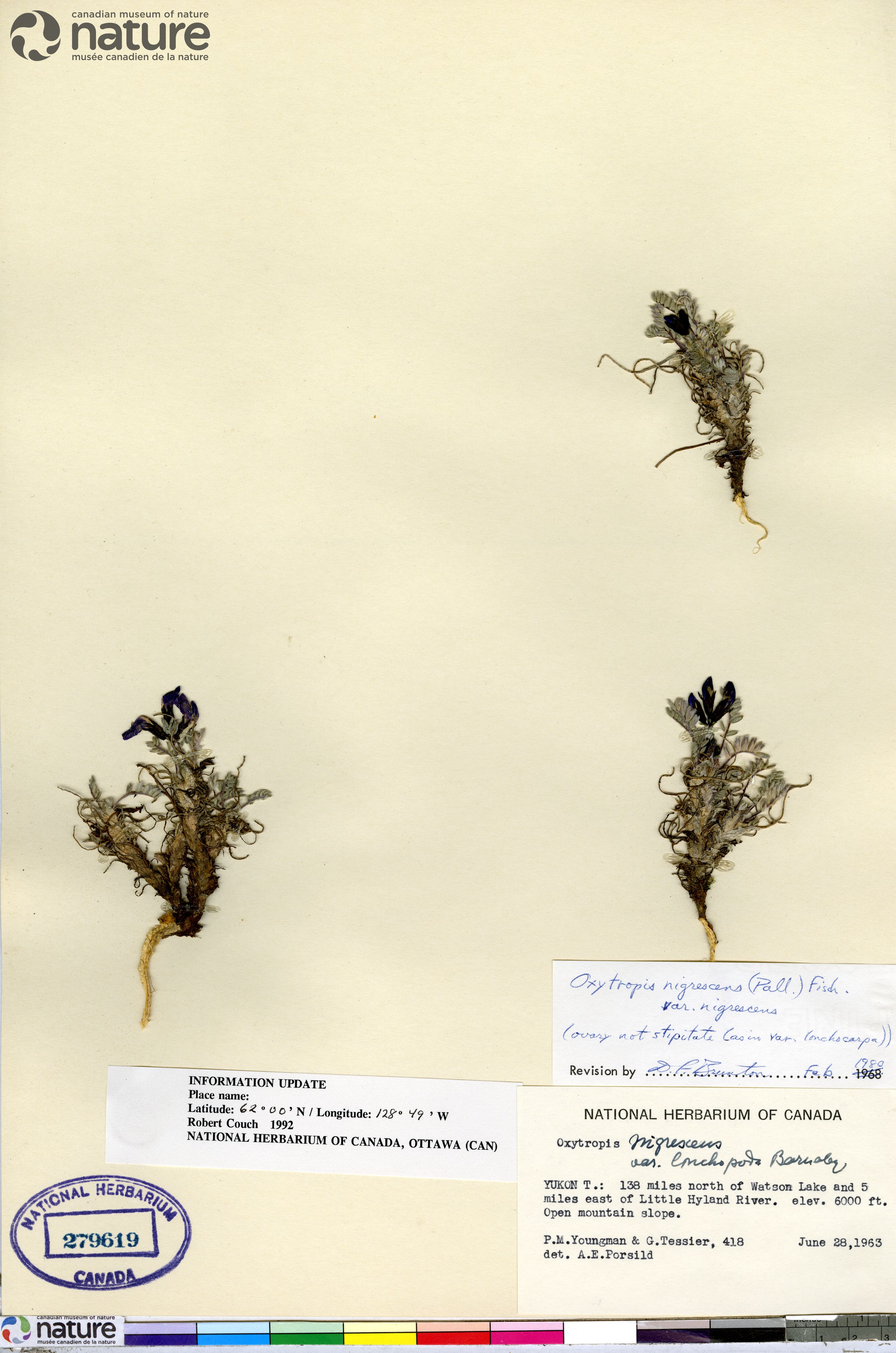 Oxytropis nigrescens var. uniflora image