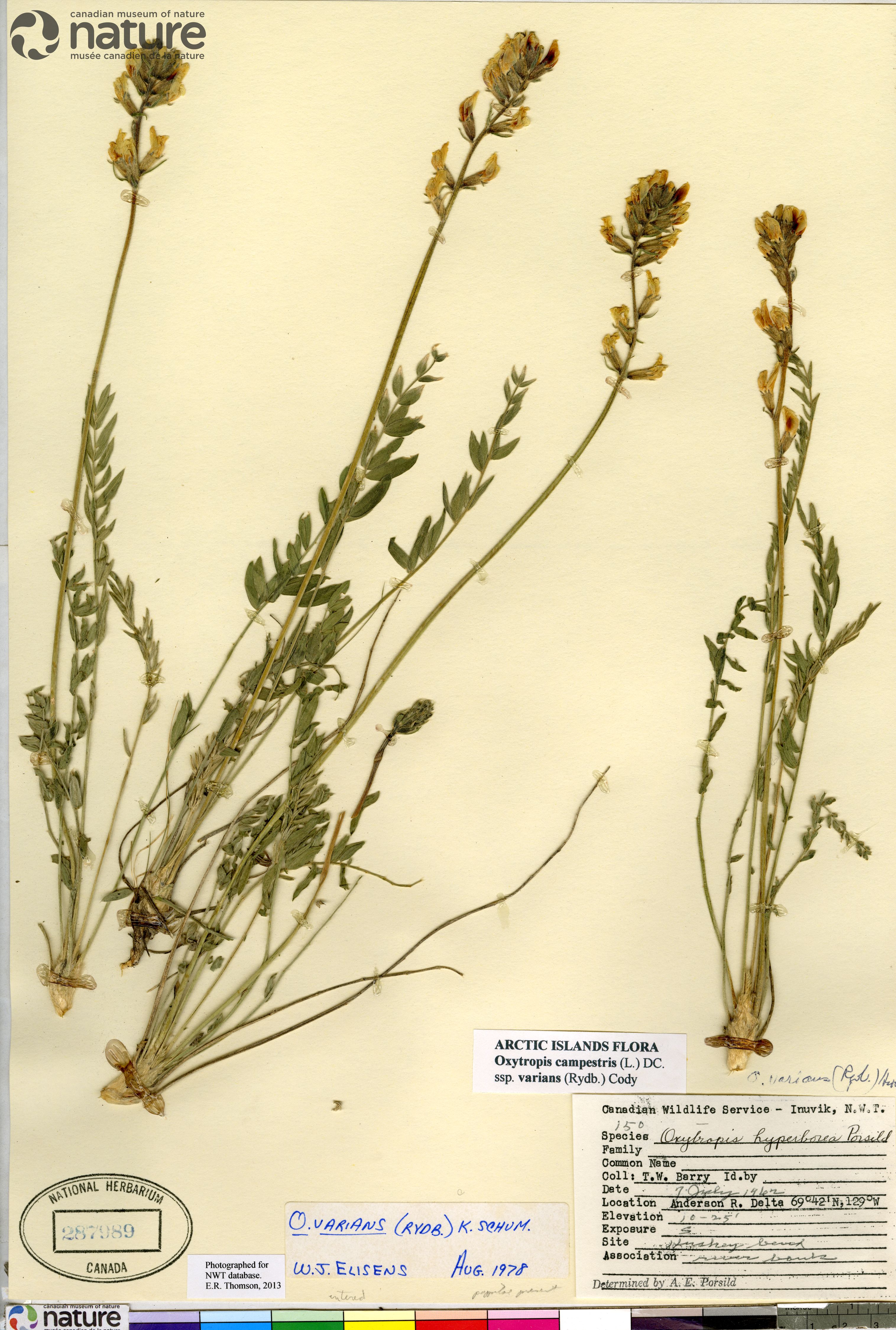 Oxytropis varians image