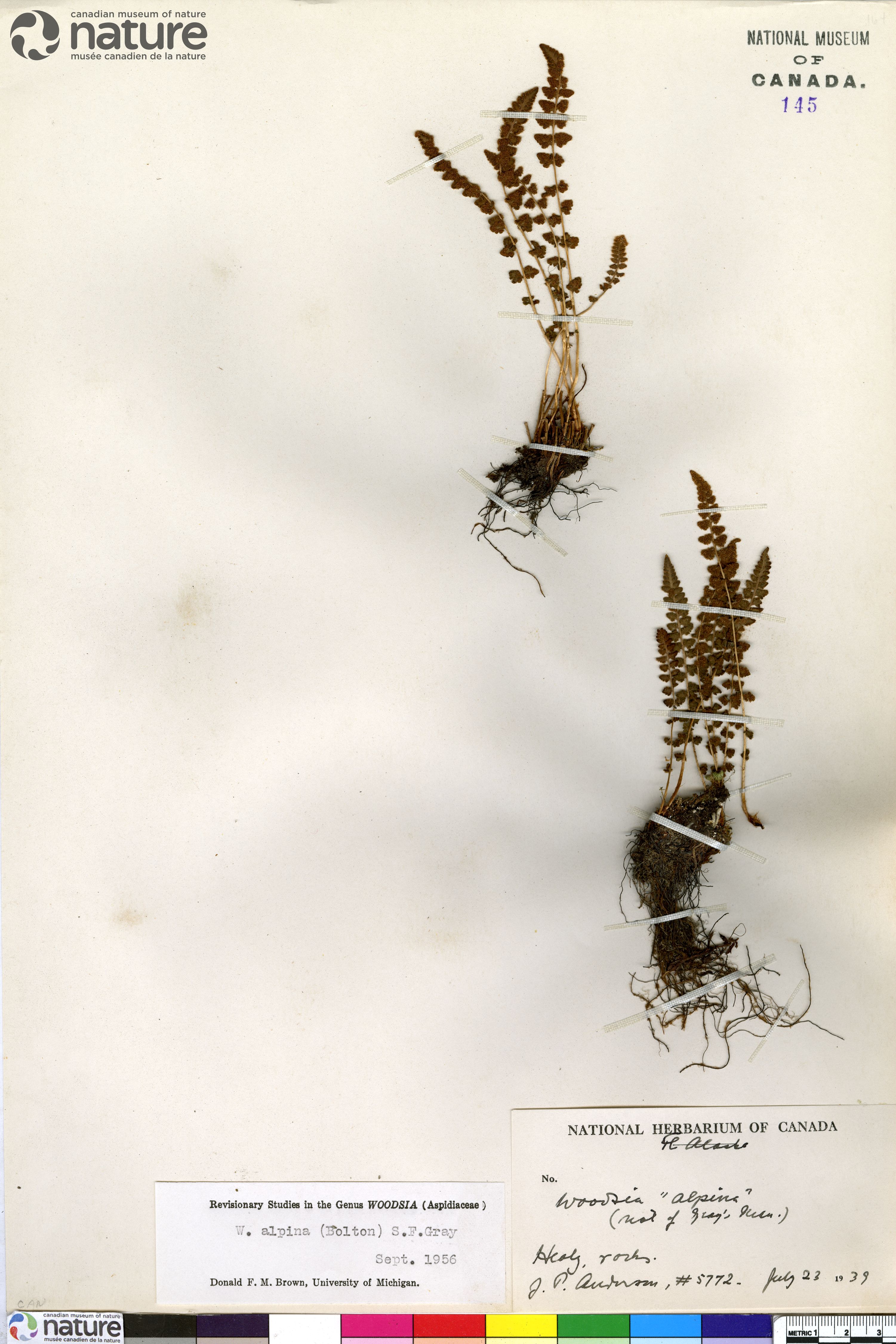 Woodsia alpina image