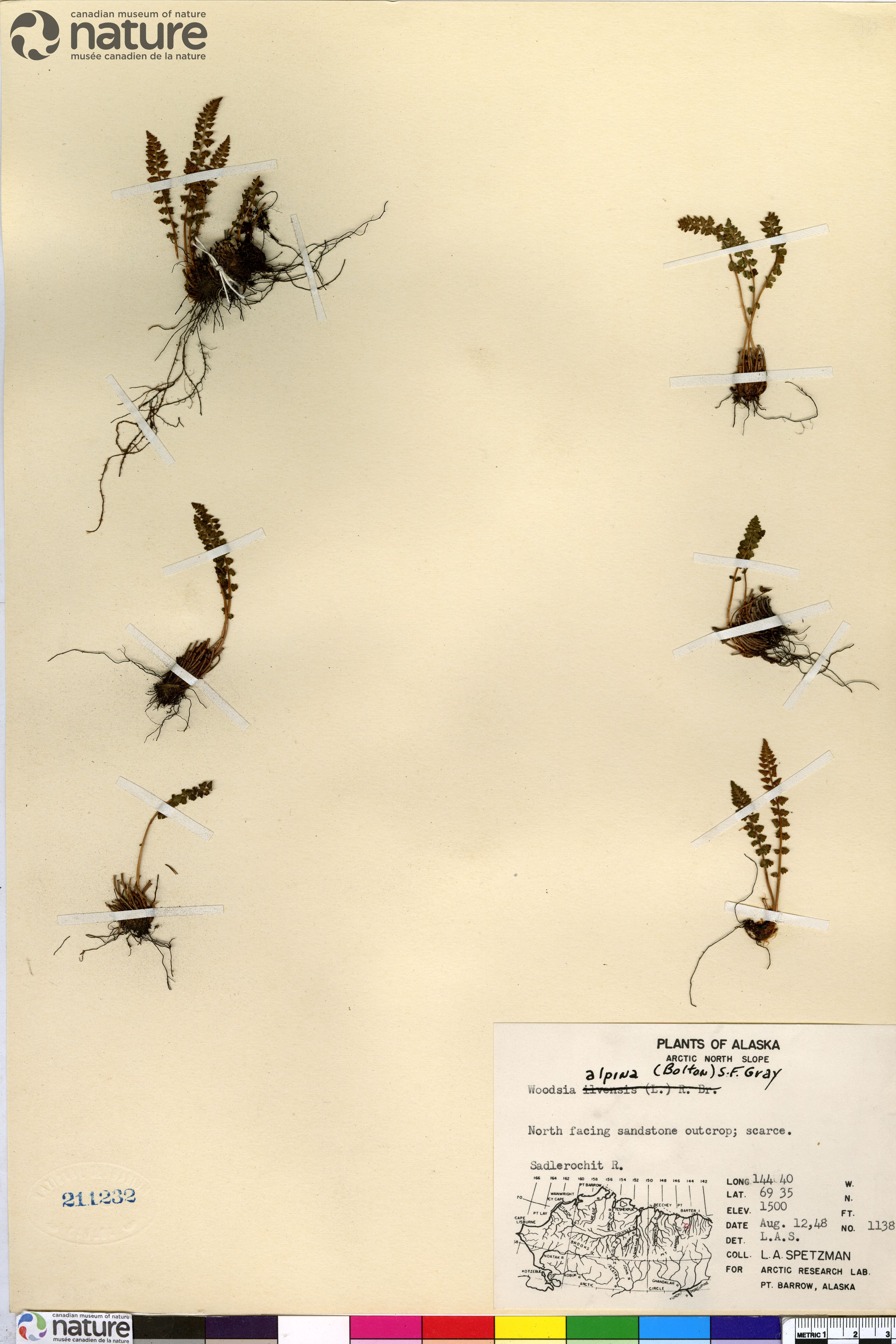 Woodsia alpina image