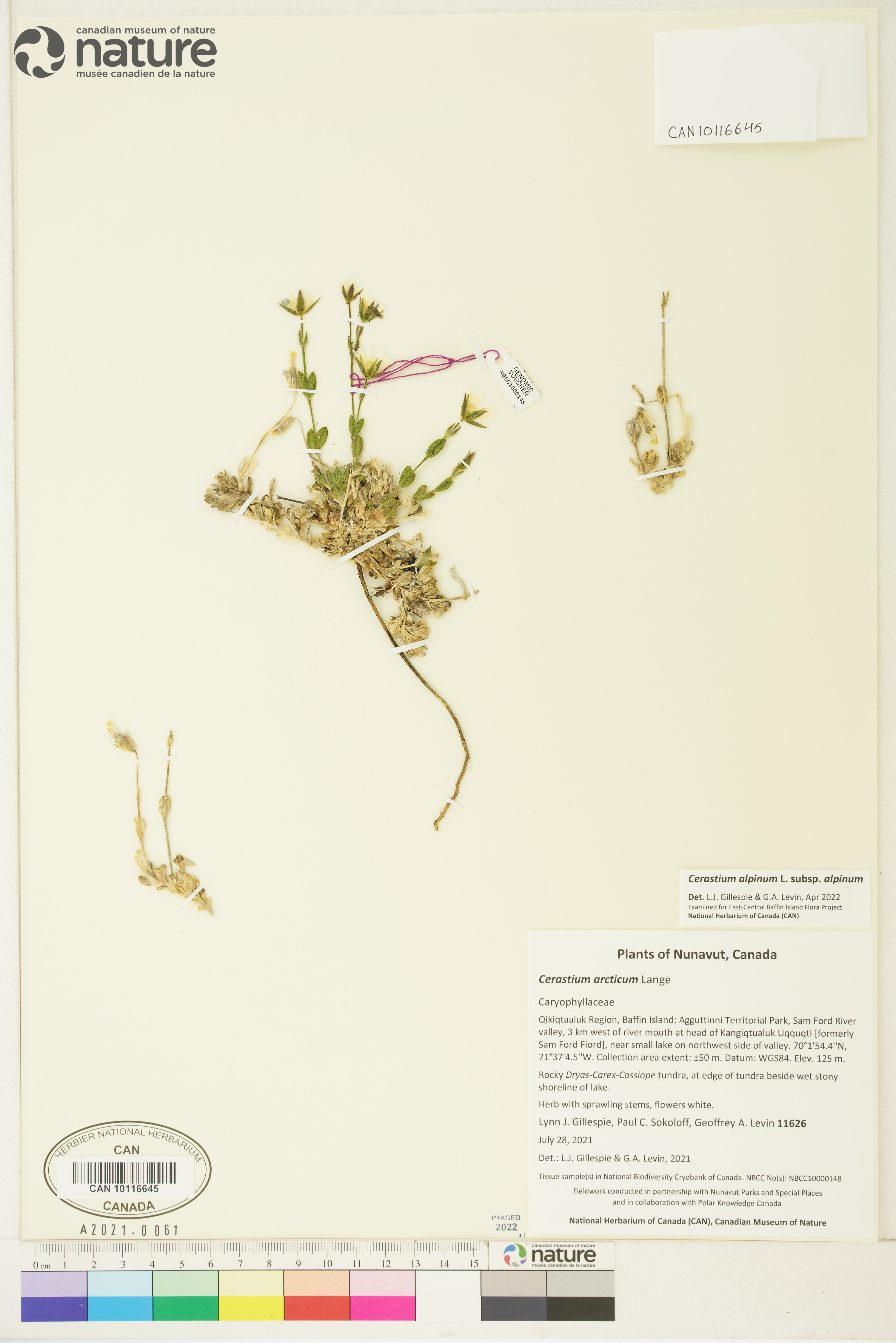 Cerastium alpinum image