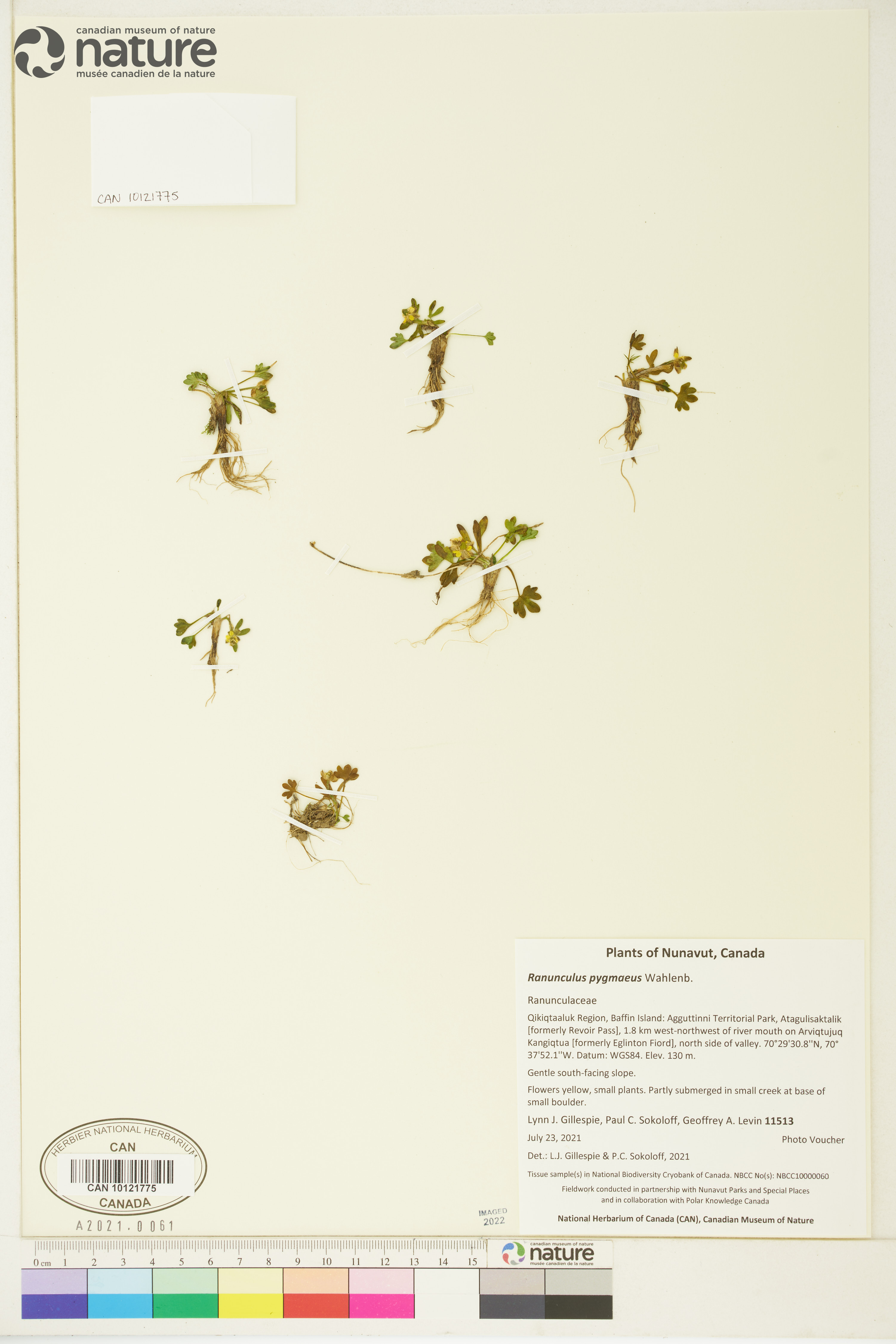 Ranunculus pygmaeus image