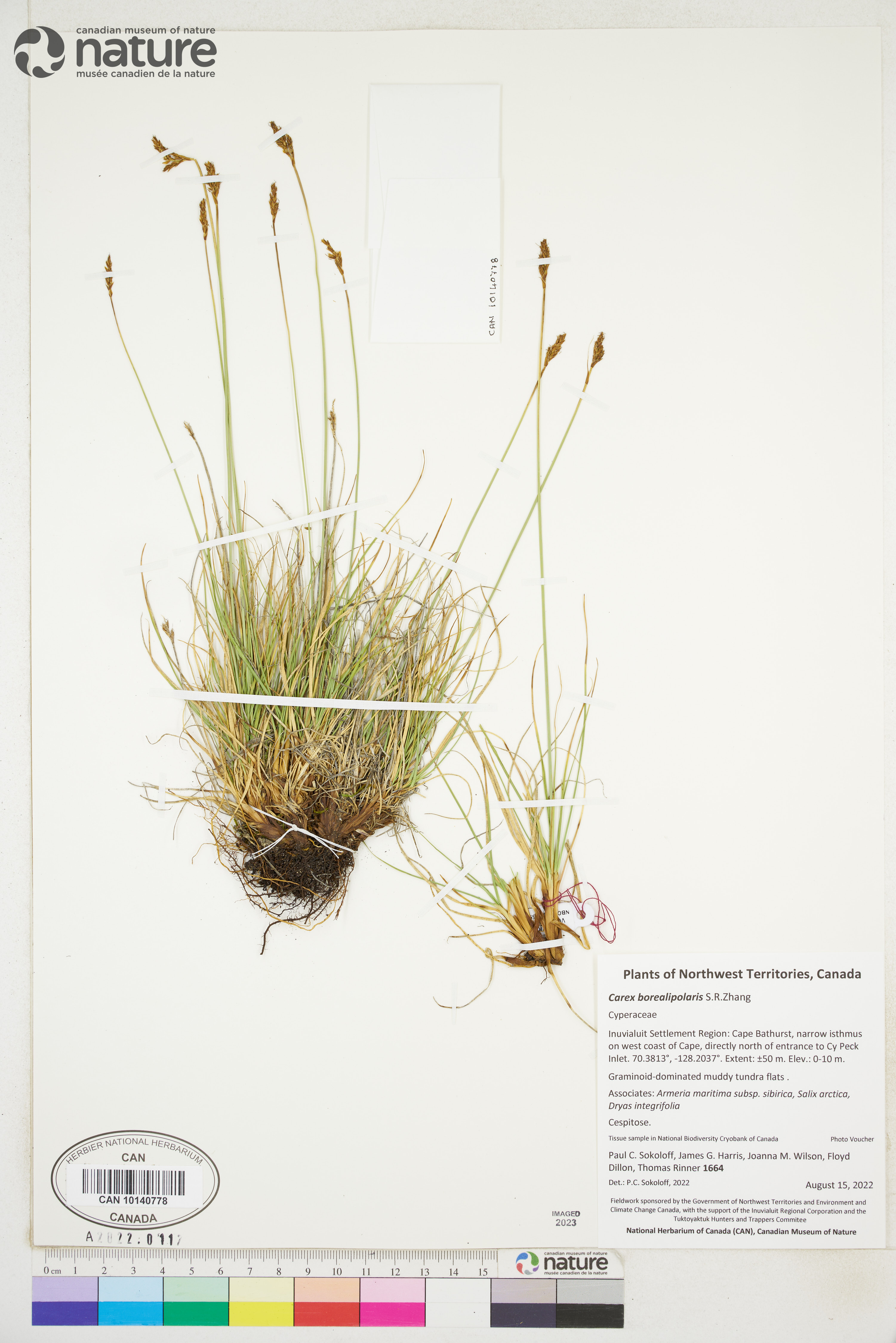 Carex borealipolaris image