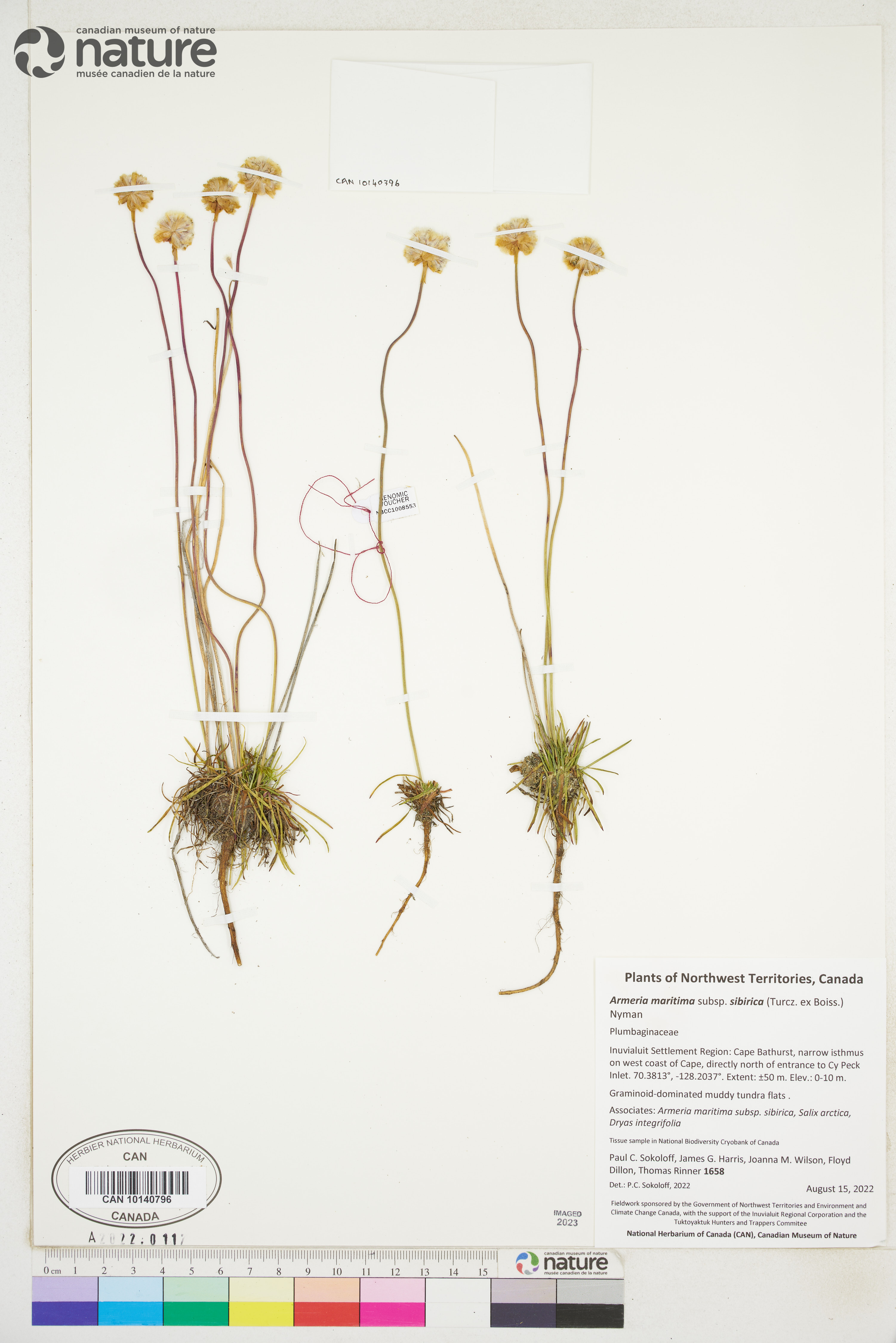 Armeria maritima subsp. sibirica image