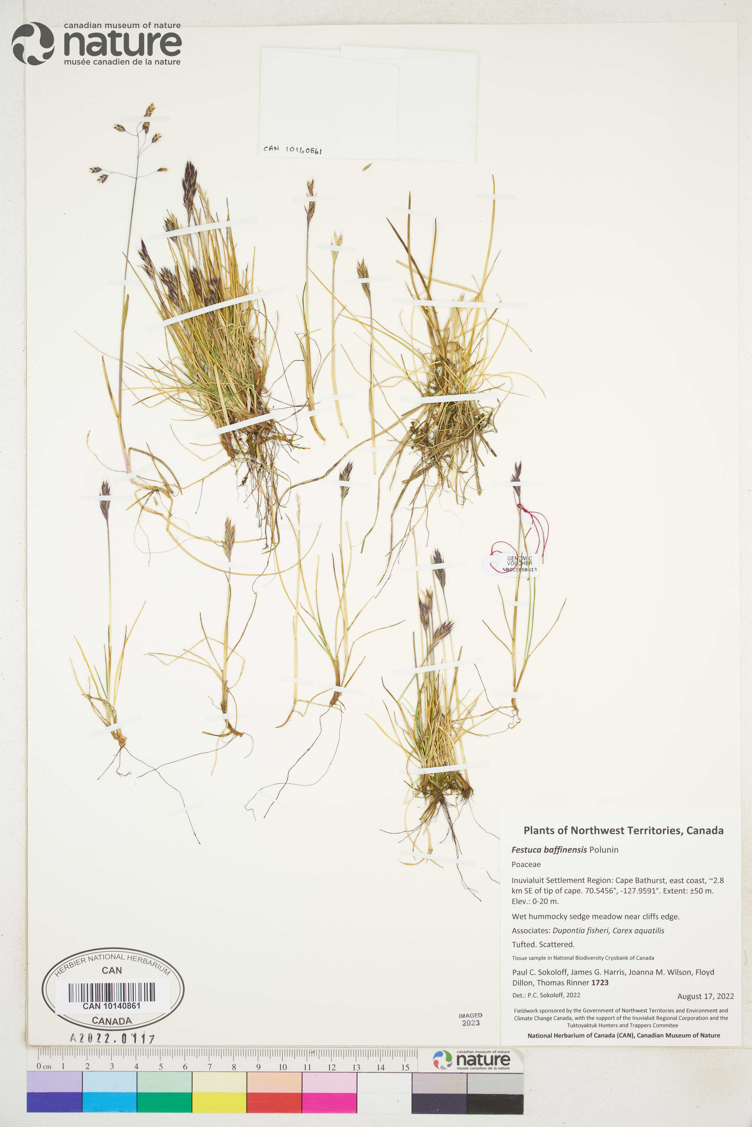 Festuca baffinensis image