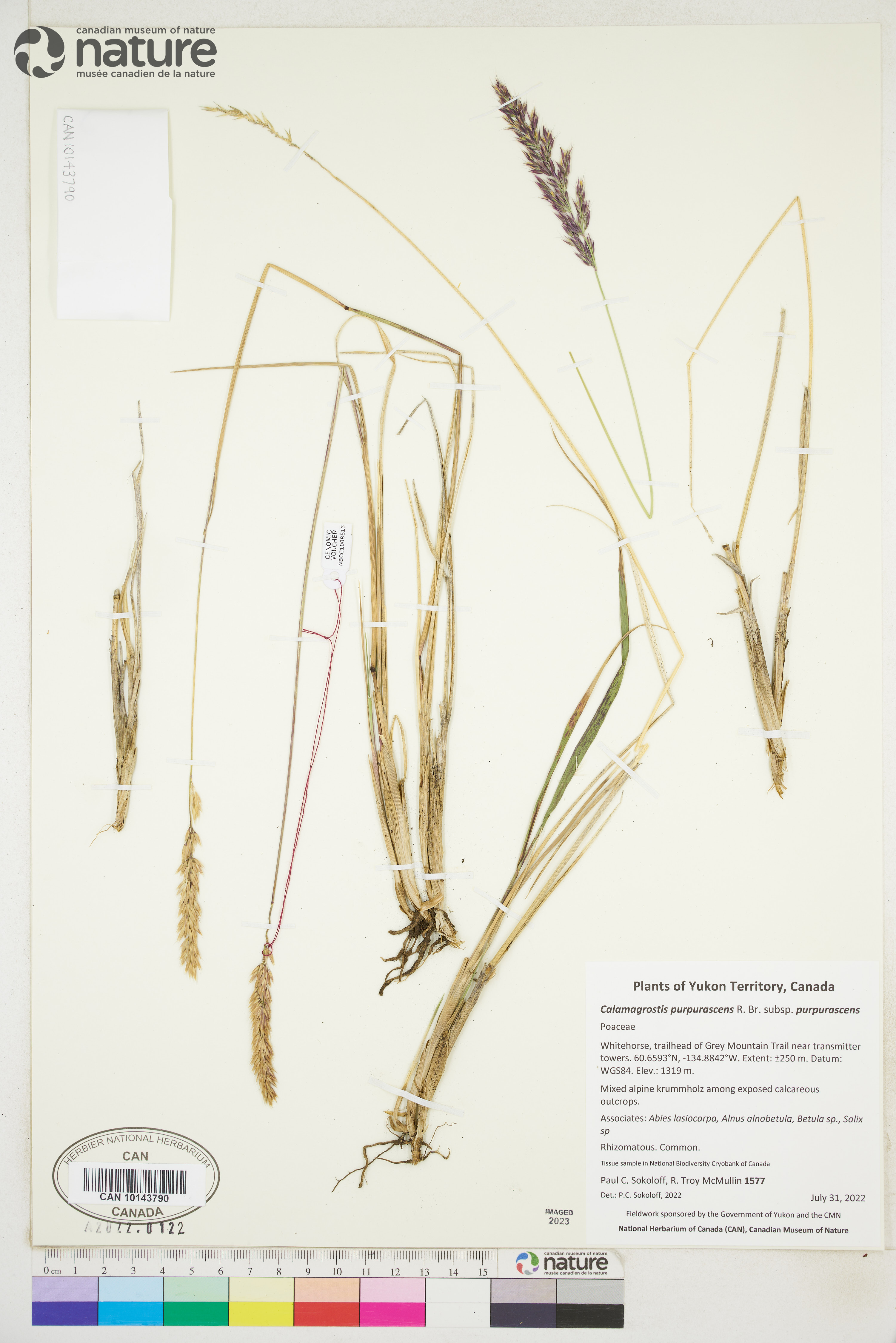 Calamagrostis purpurascens subsp. purpurascens image