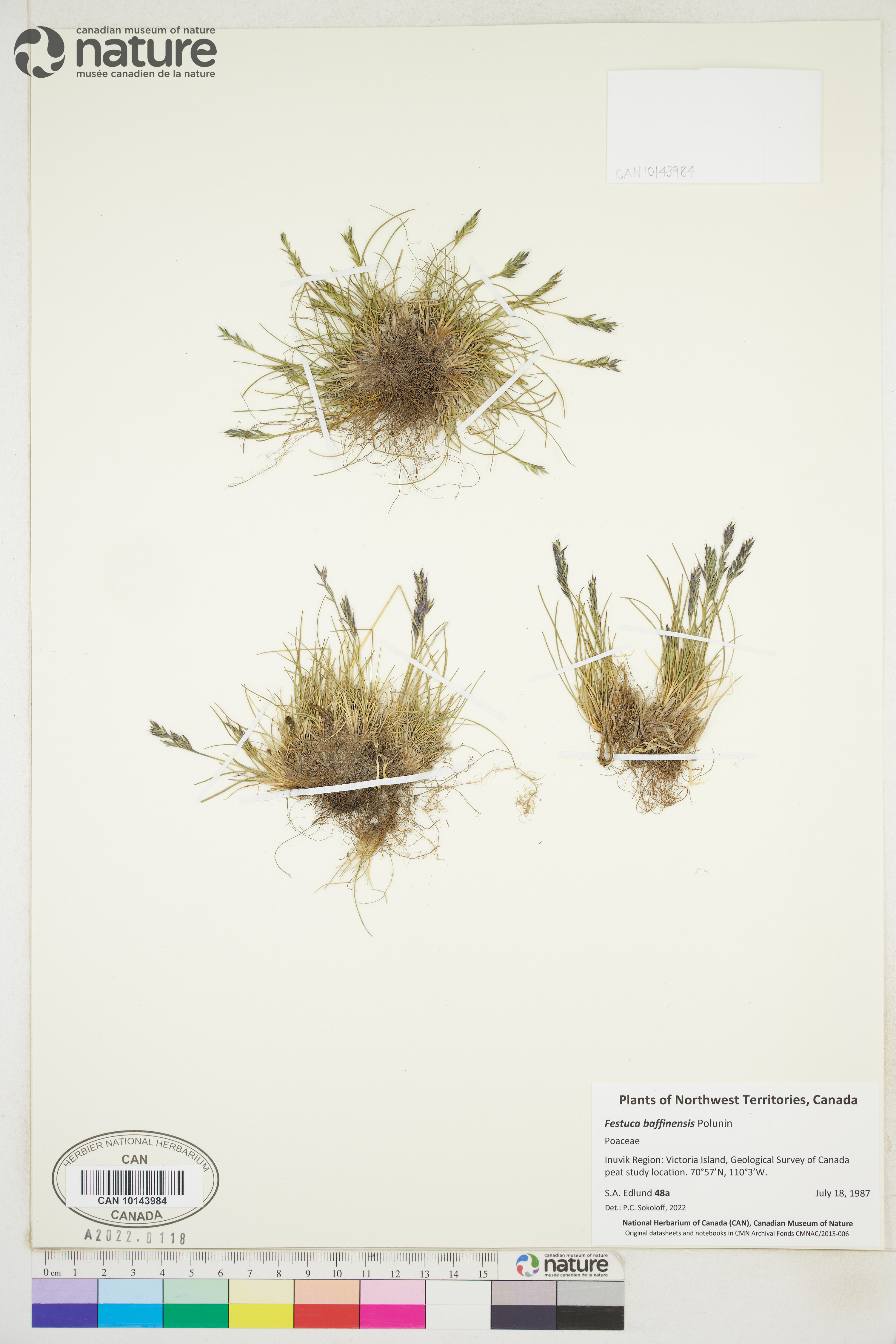Festuca baffinensis image