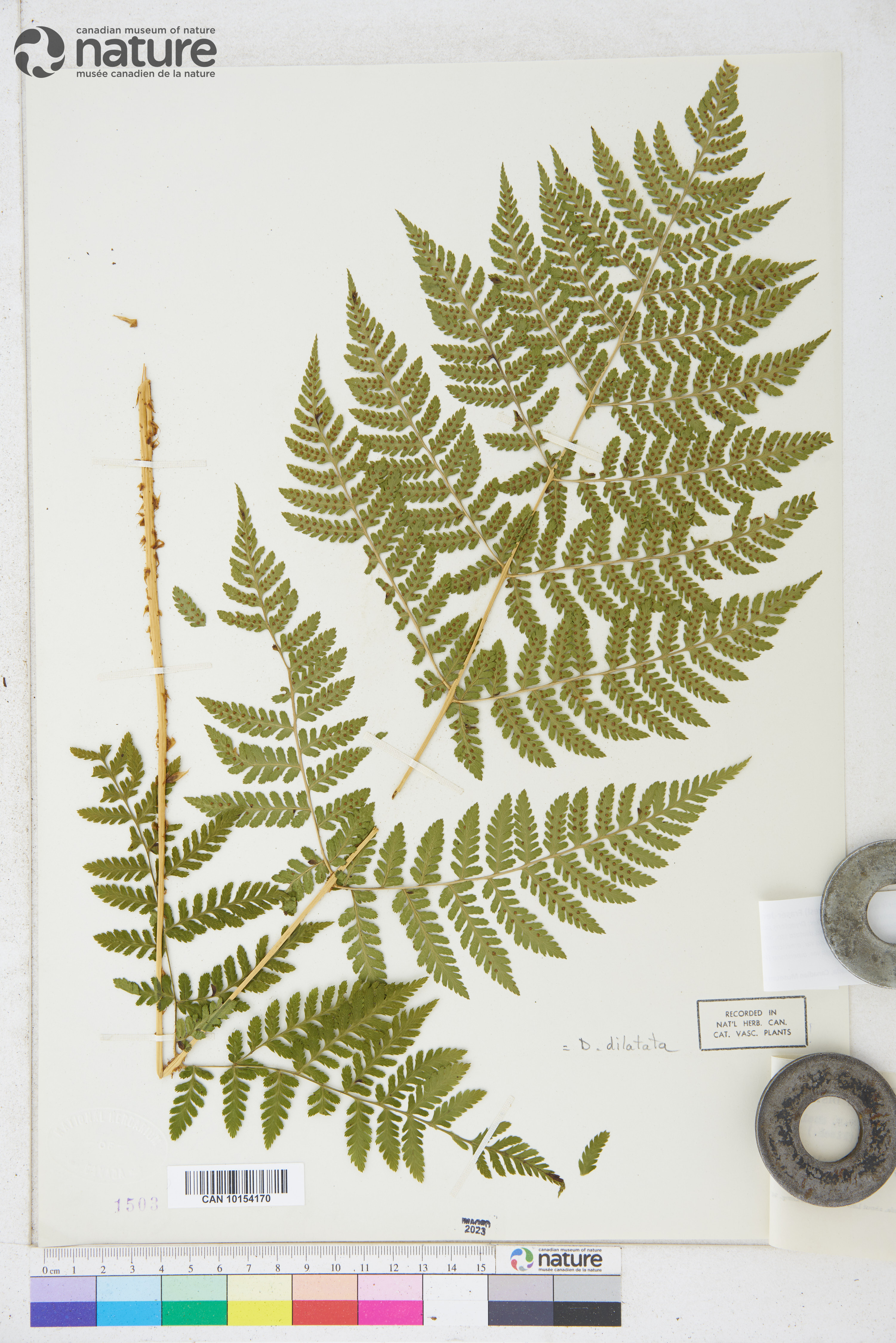 Dryopteris expansa image