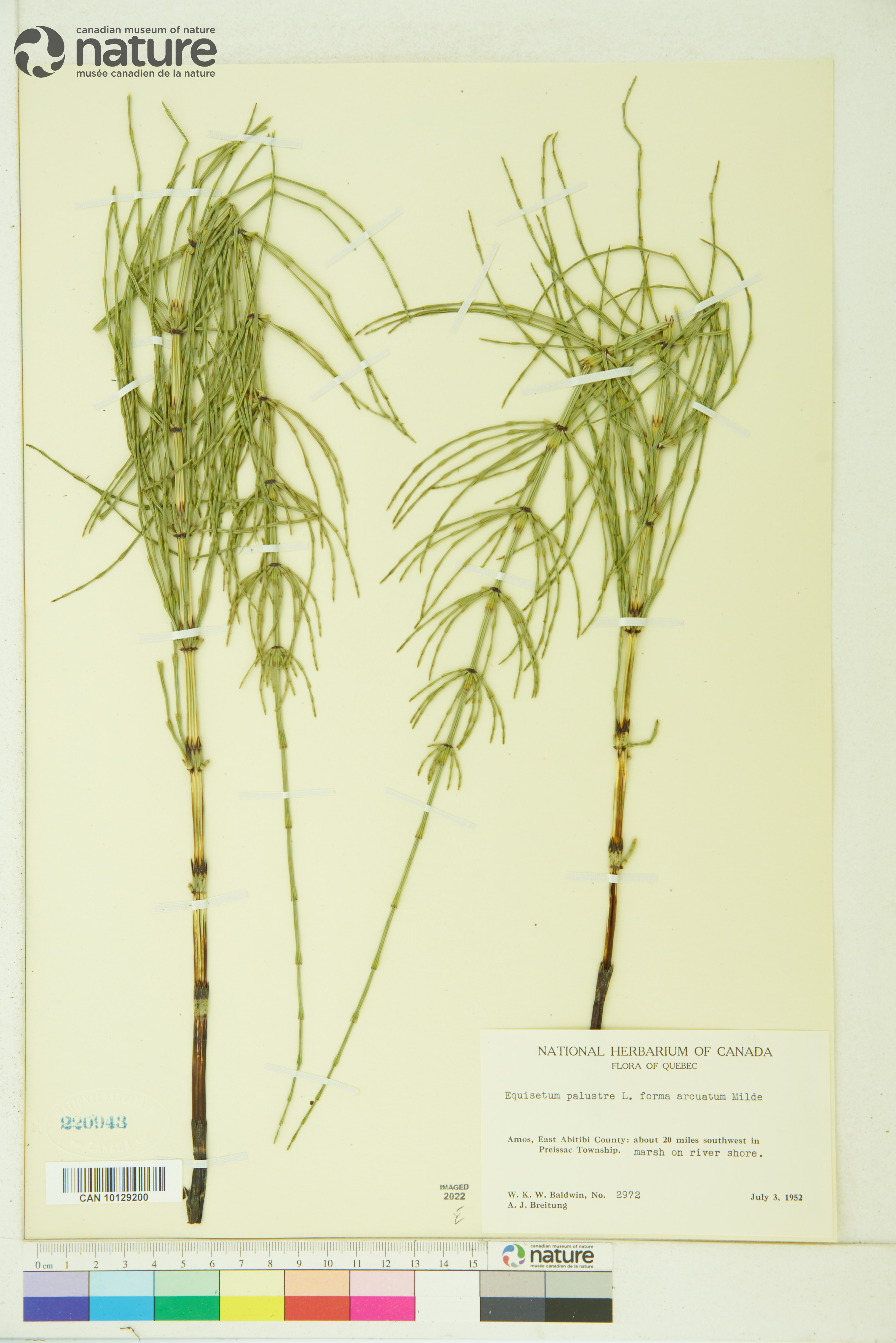 Equisetum palustre image