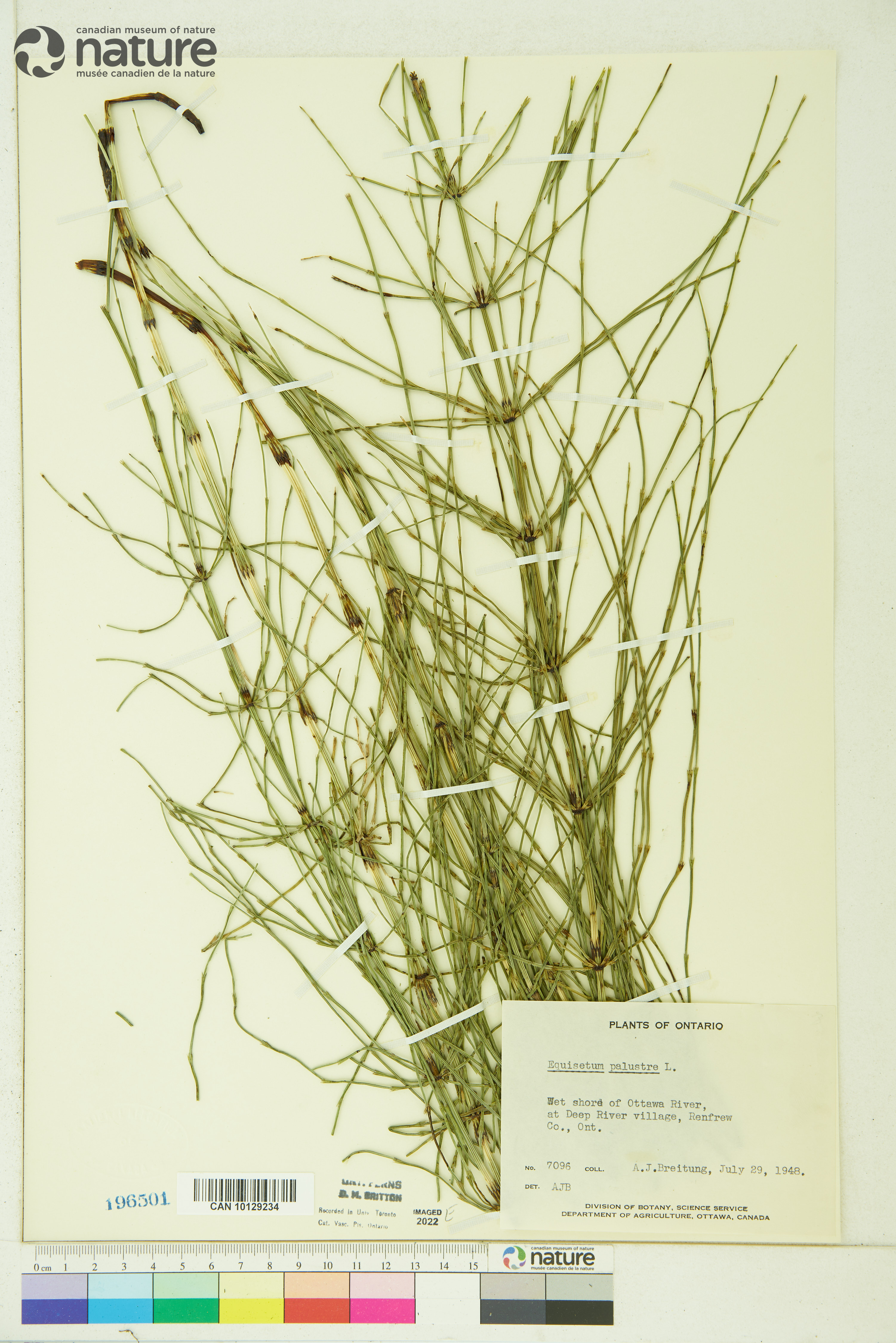 Equisetum palustre image