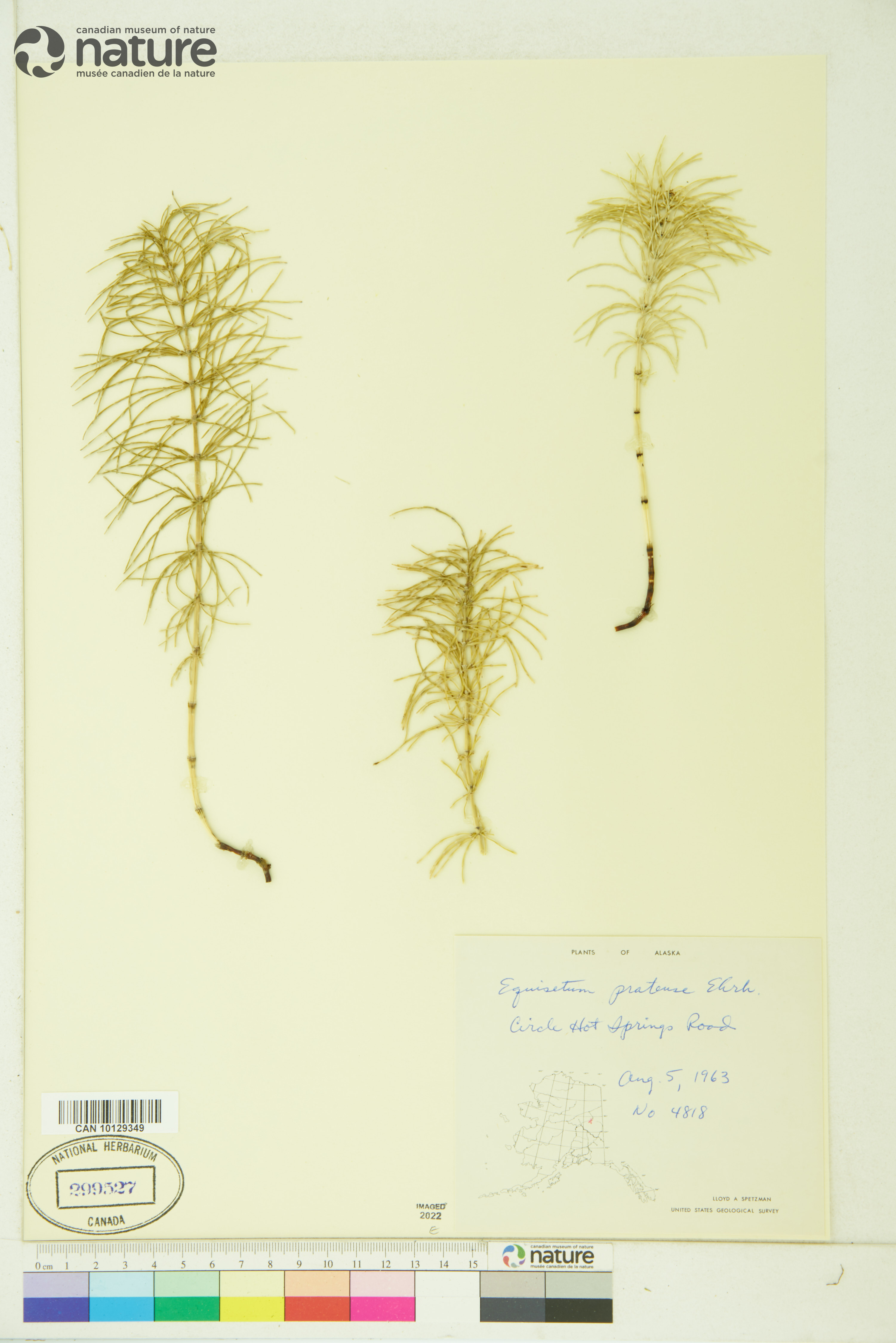 Equisetum pratense image