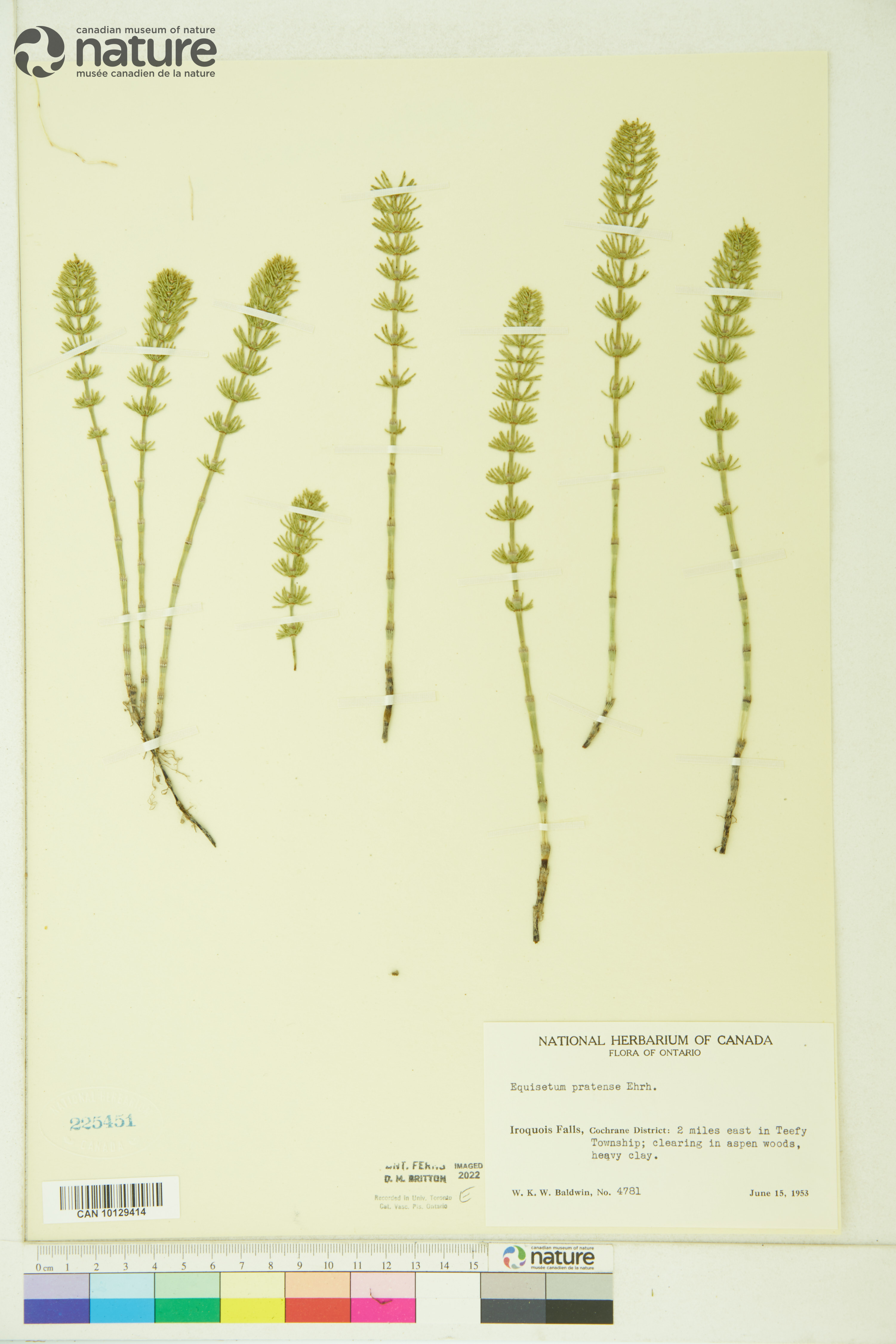 Equisetum pratense image
