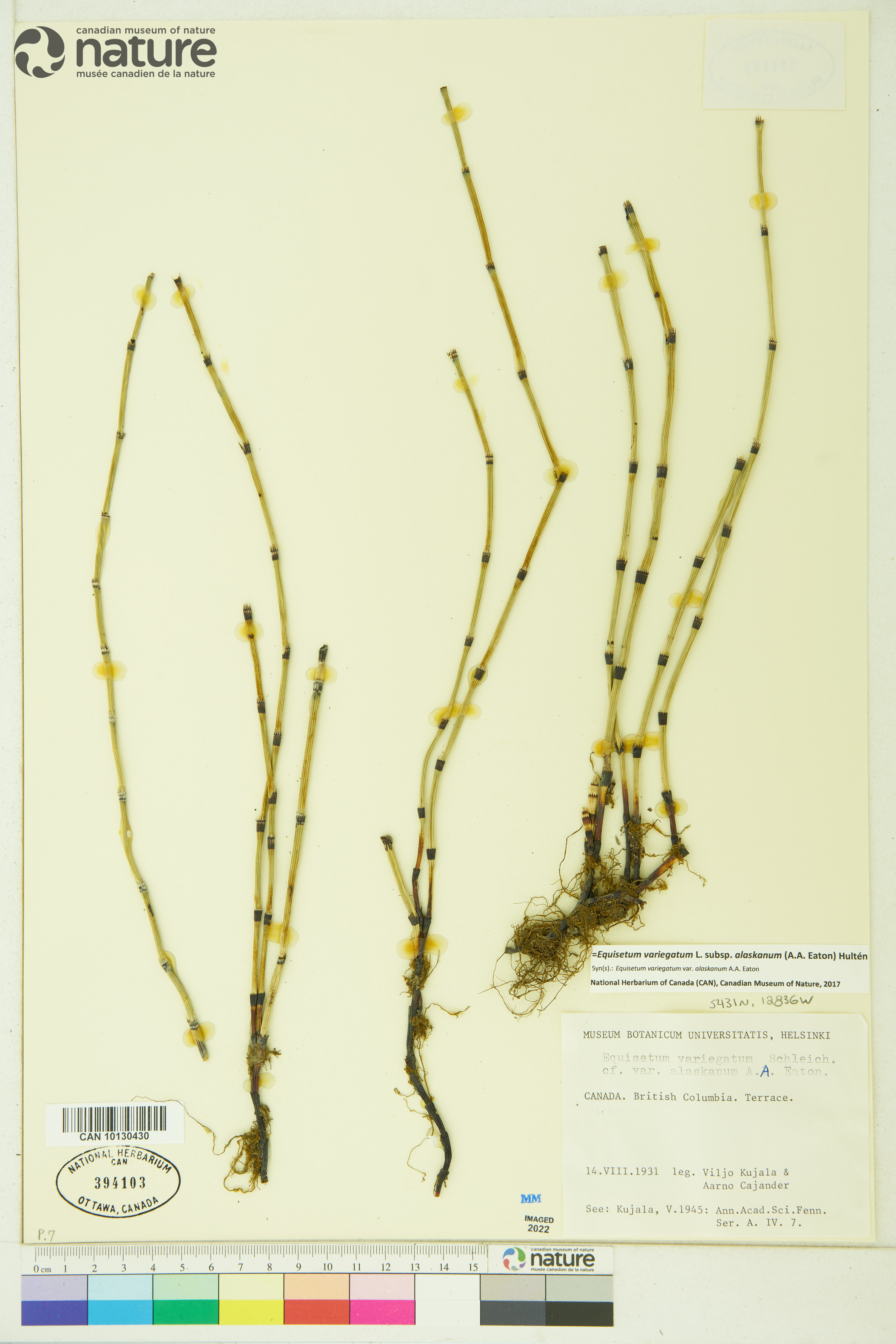 Equisetum variegatum subsp. alaskanum image
