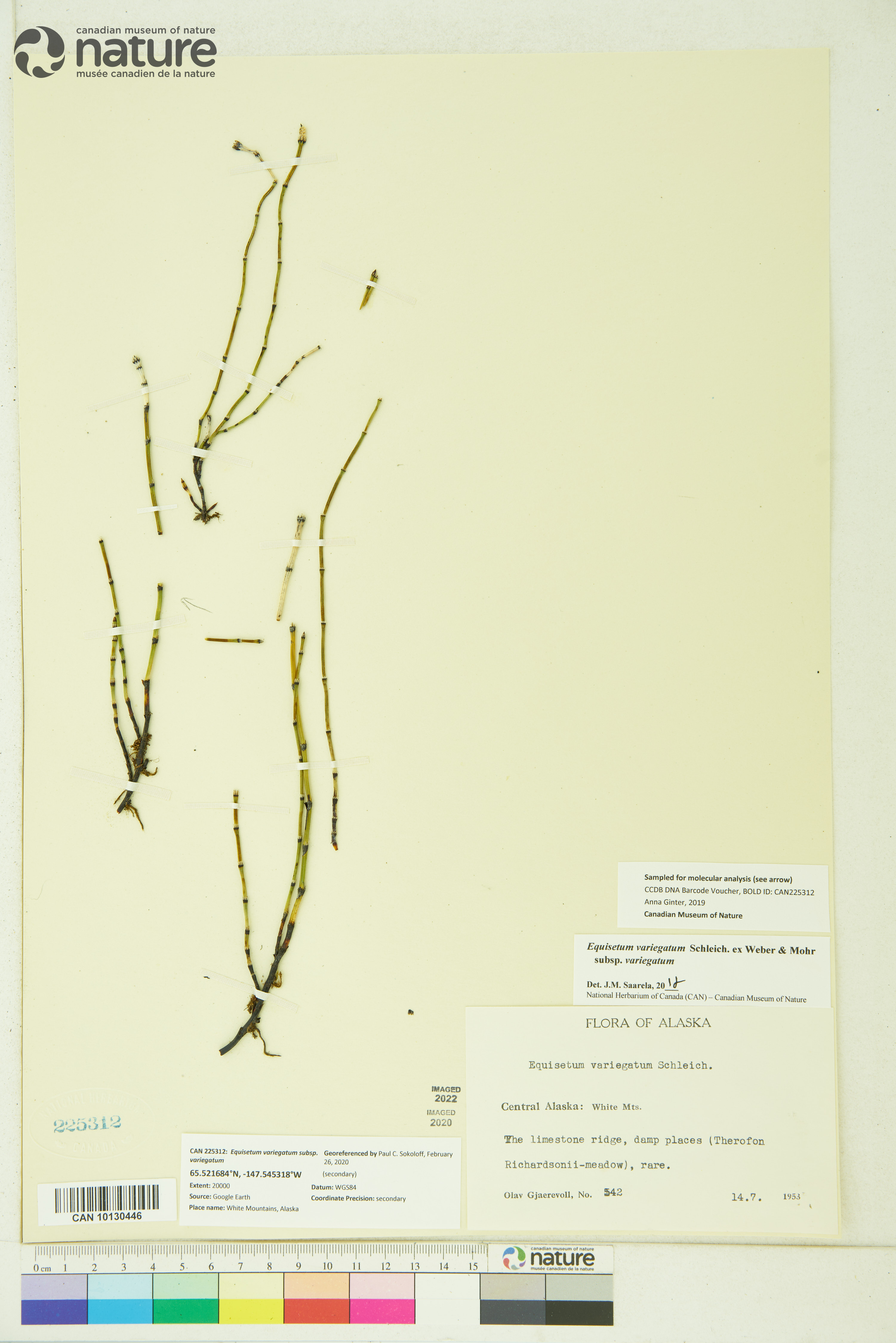 Equisetum variegatum subsp. alaskanum image