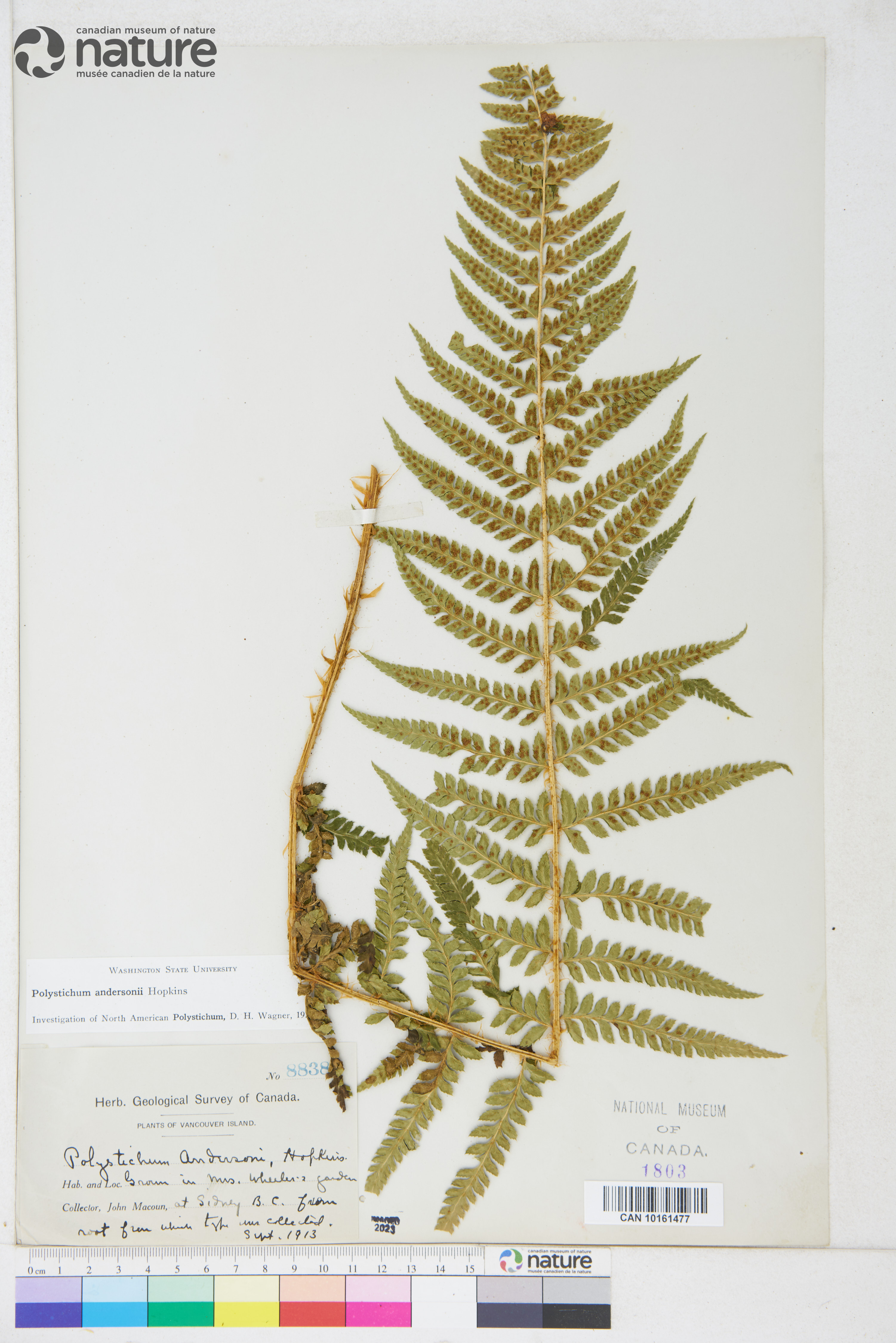 Polystichum andersonii image