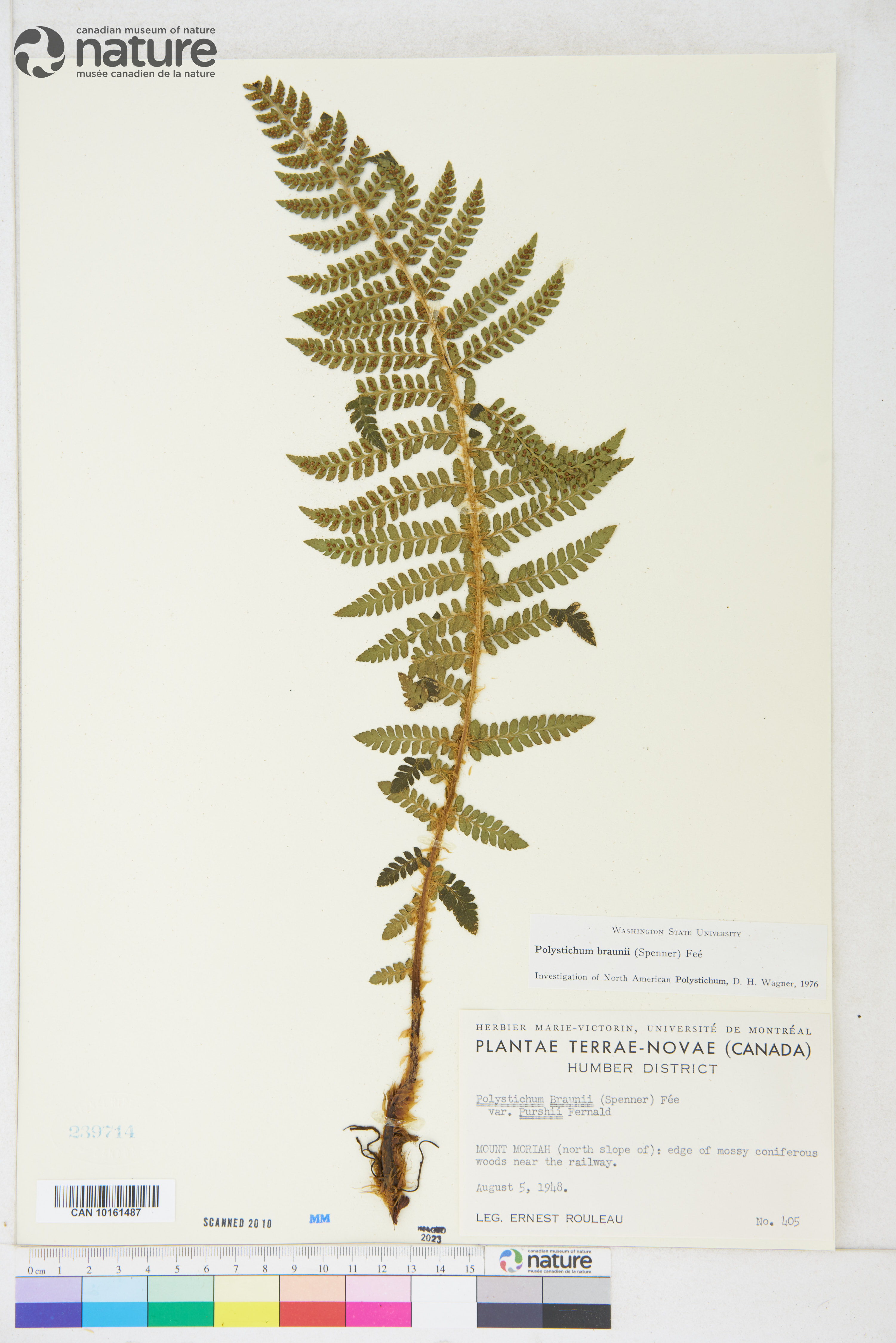 Polystichum braunii image
