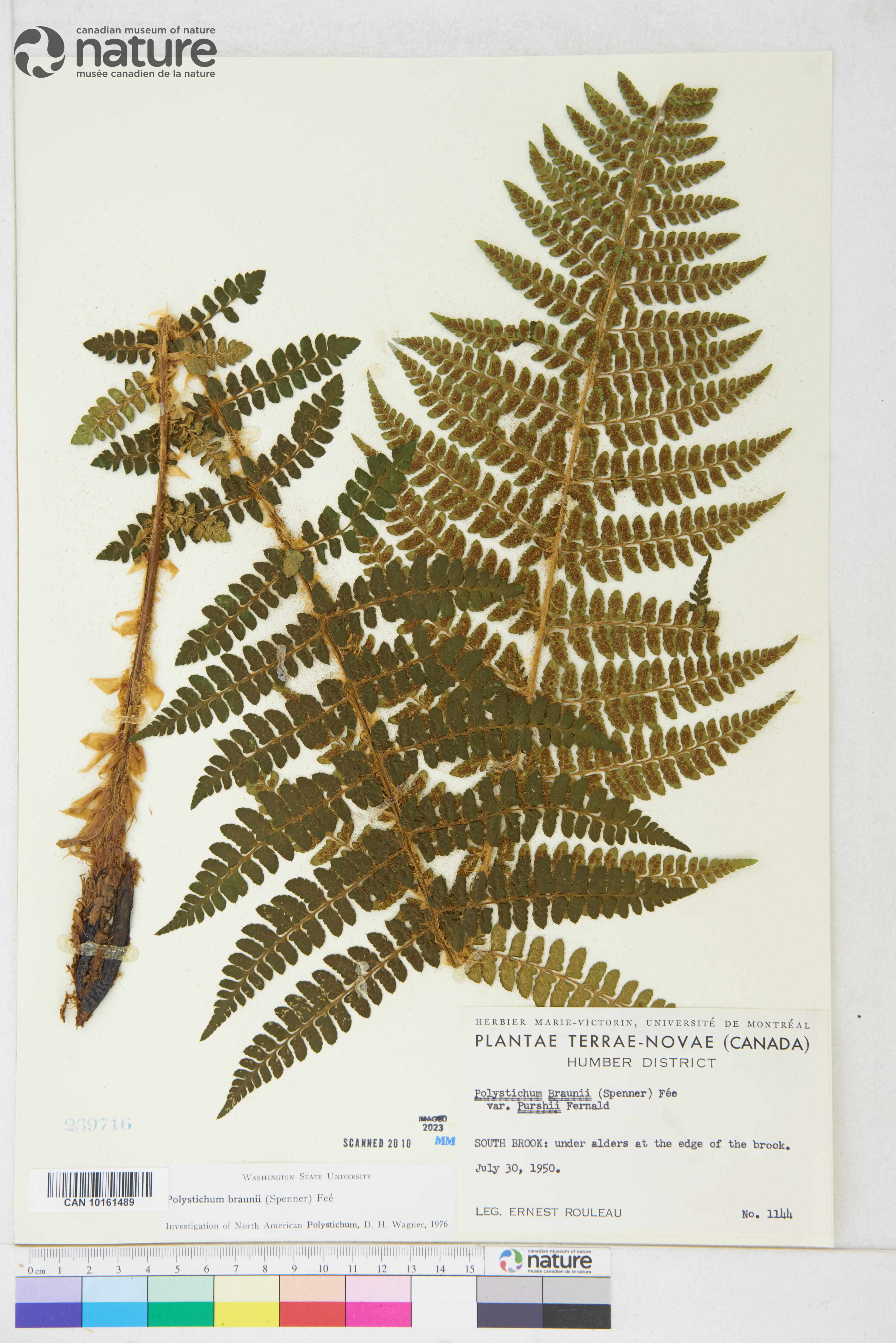Polystichum braunii image