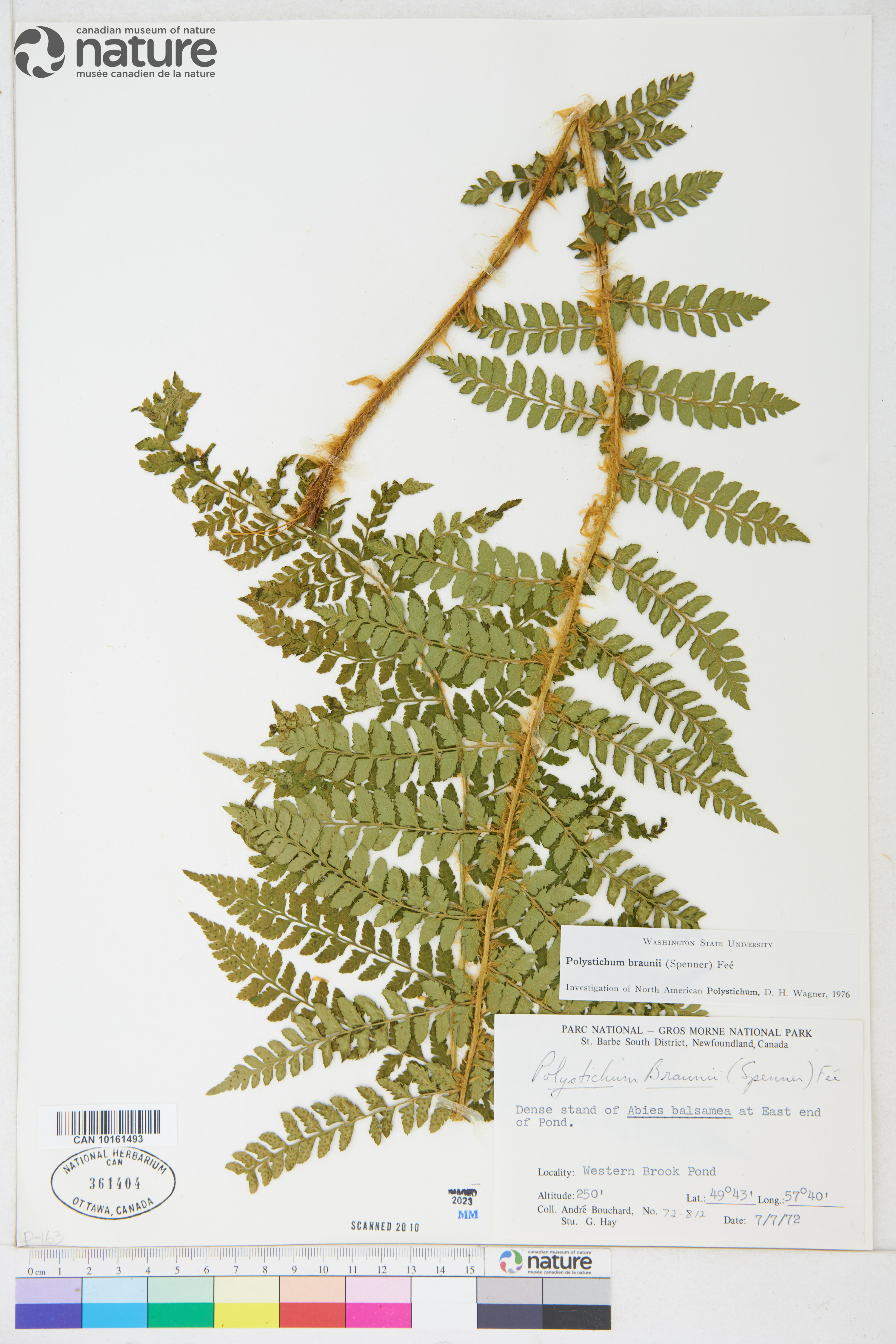 Polystichum braunii image