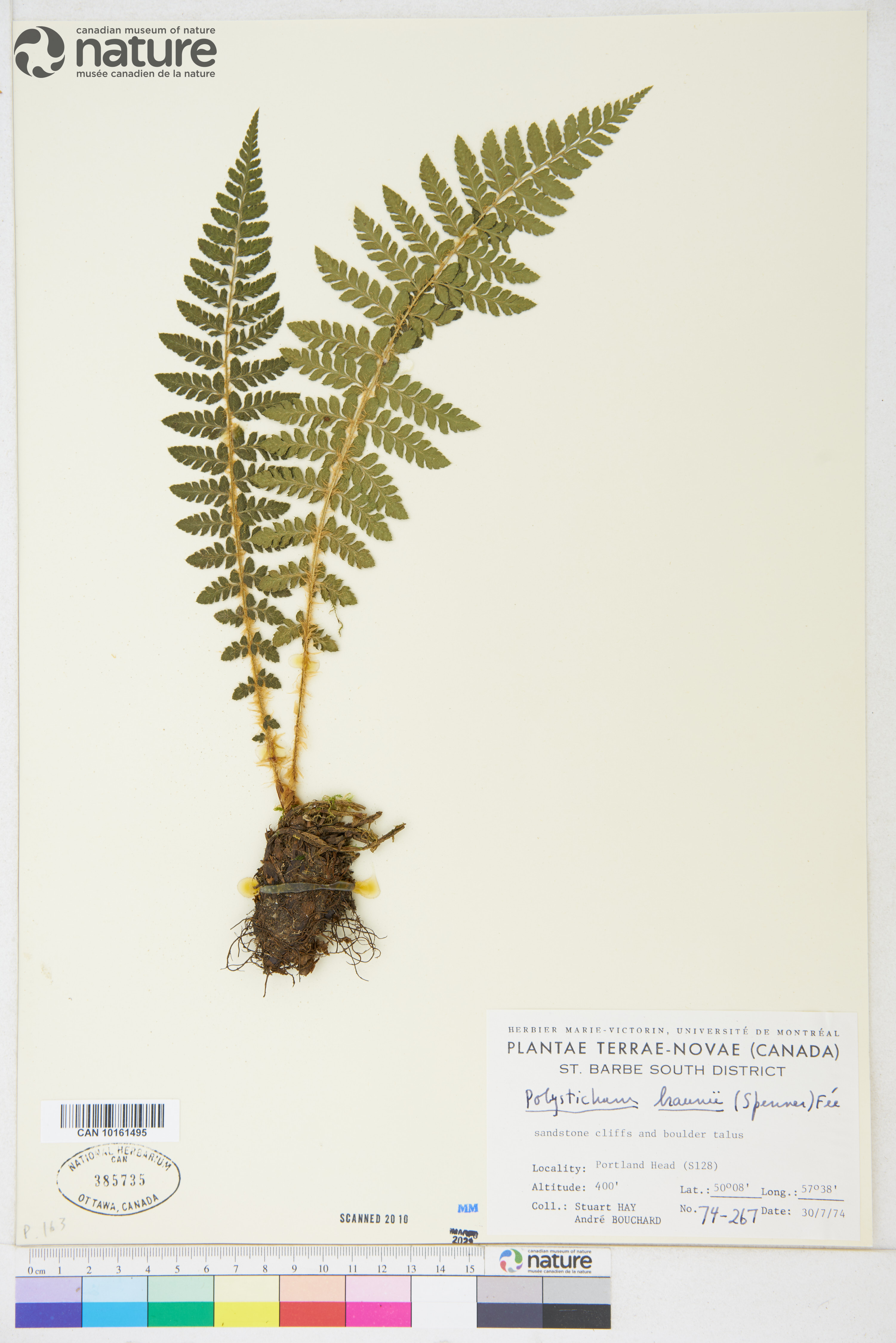 Polystichum braunii image