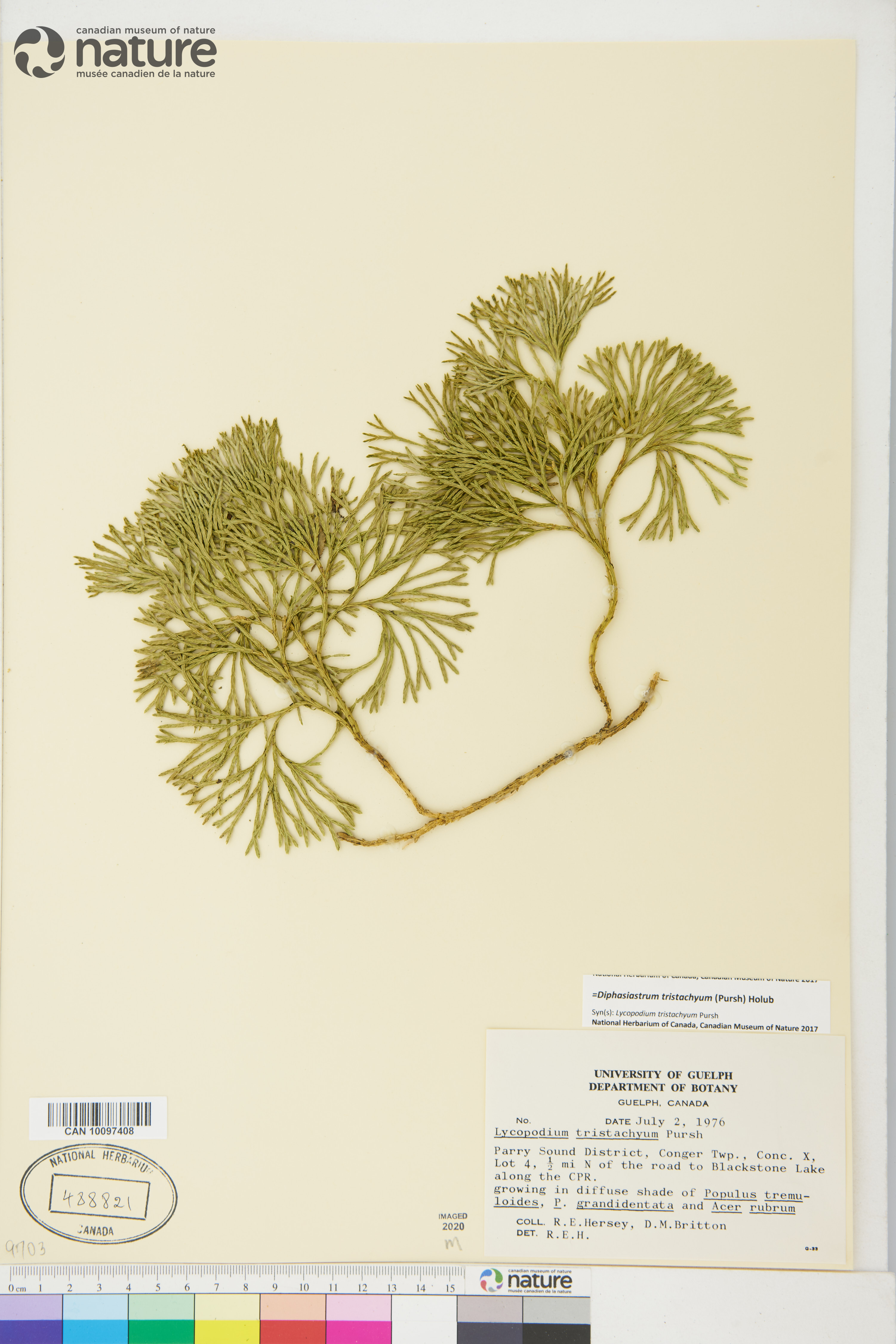 Diphasiastrum tristachyum image