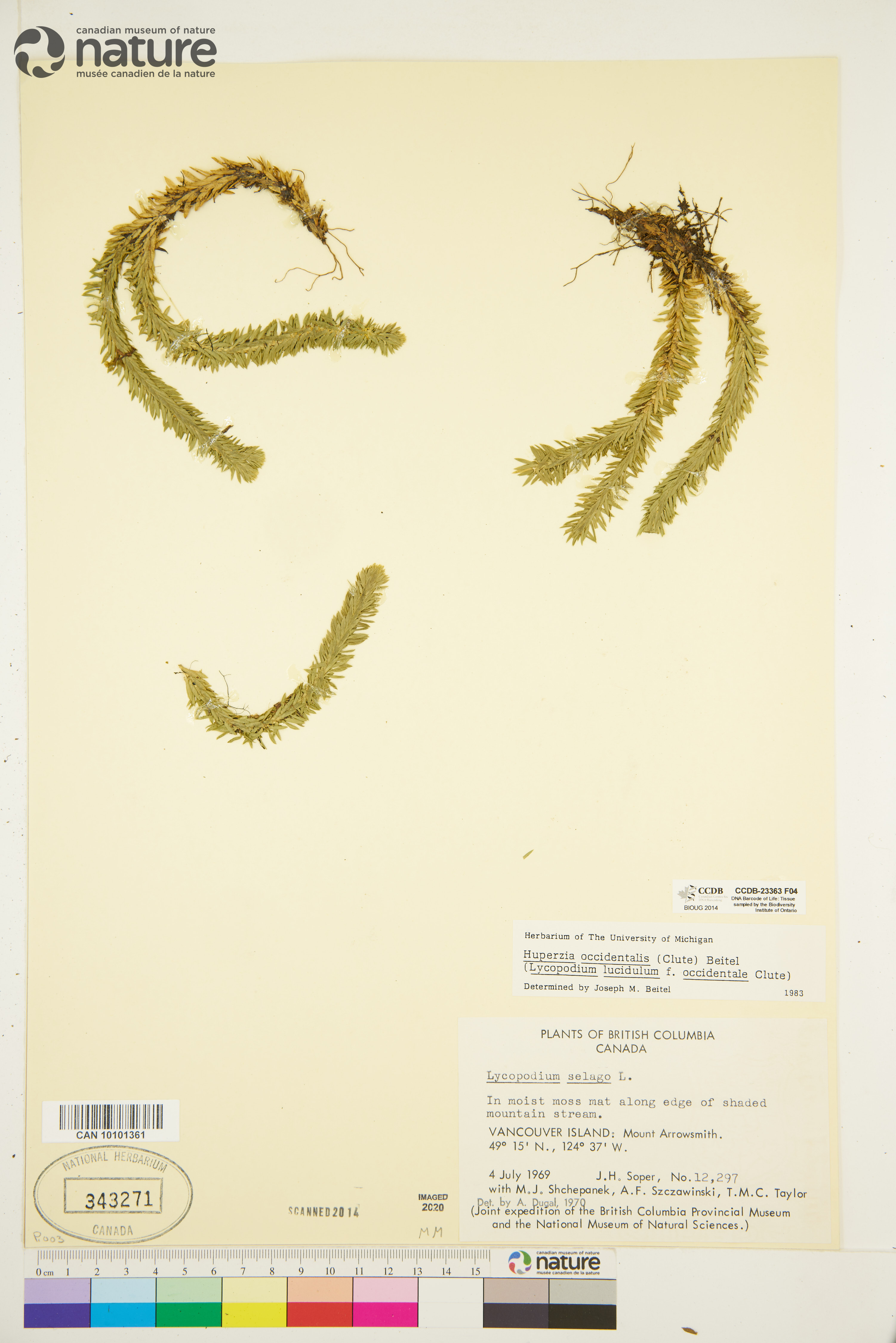 Huperzia occidentalis image