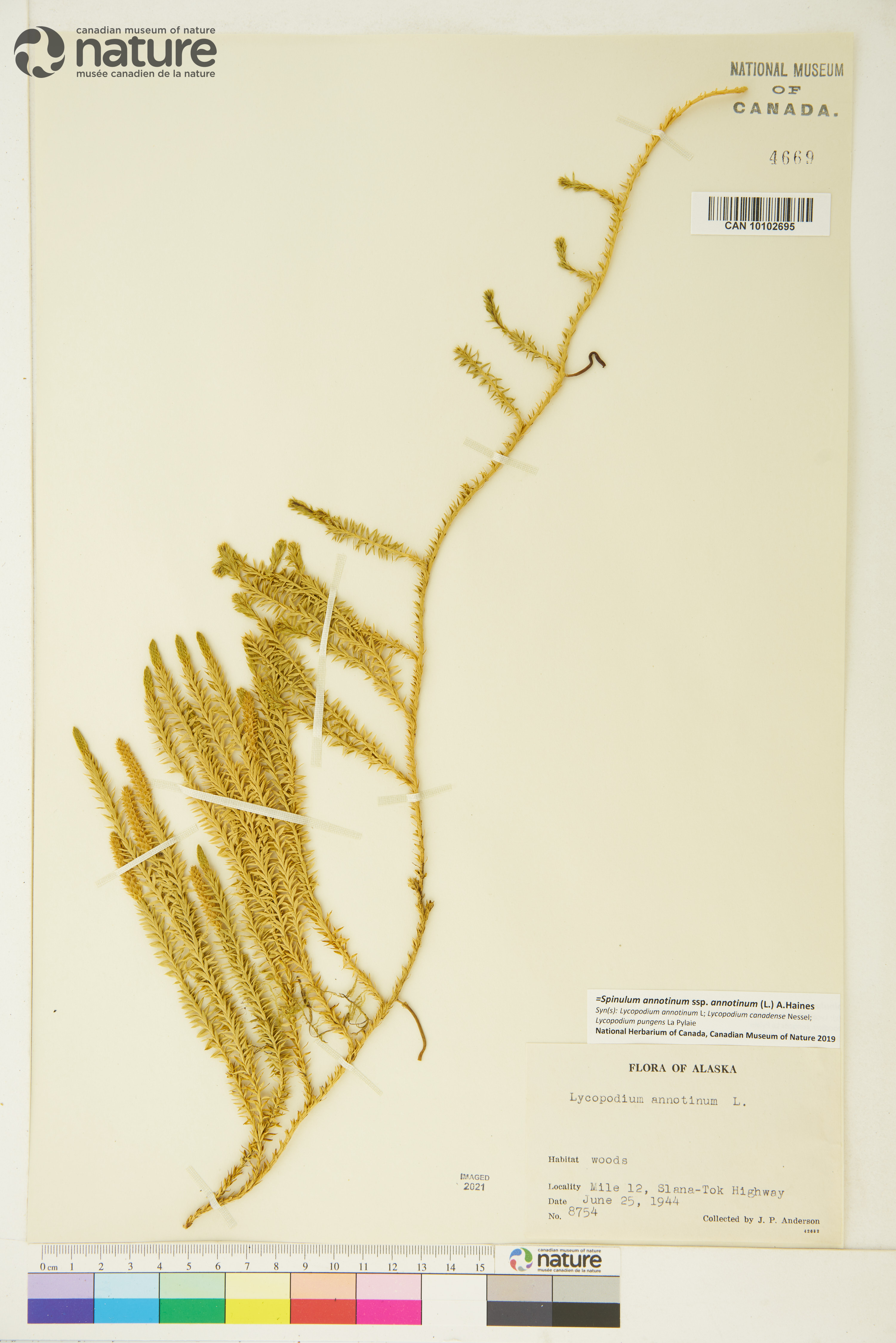 Spinulum annotinum subsp. annotinum image