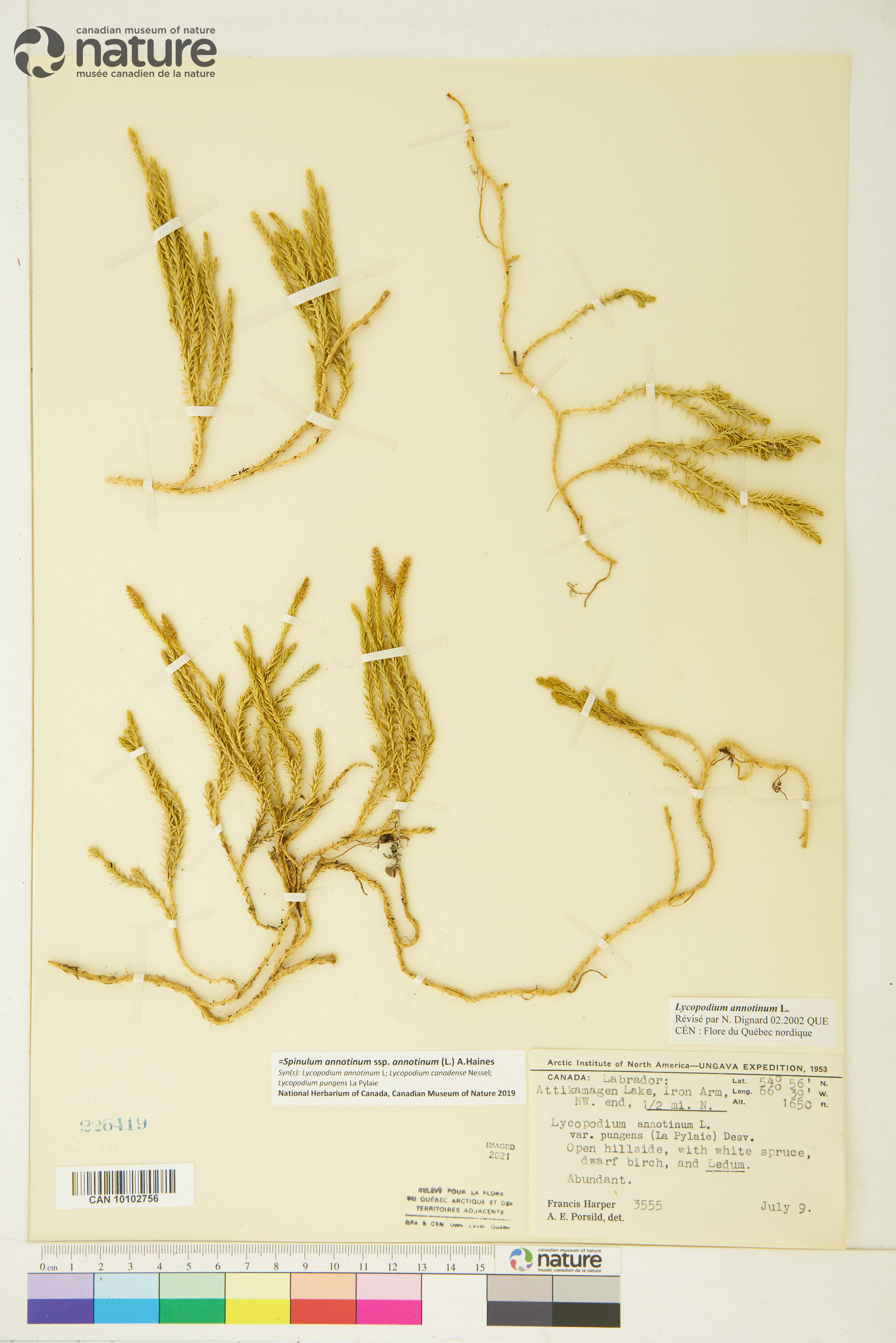 Spinulum annotinum subsp. annotinum image
