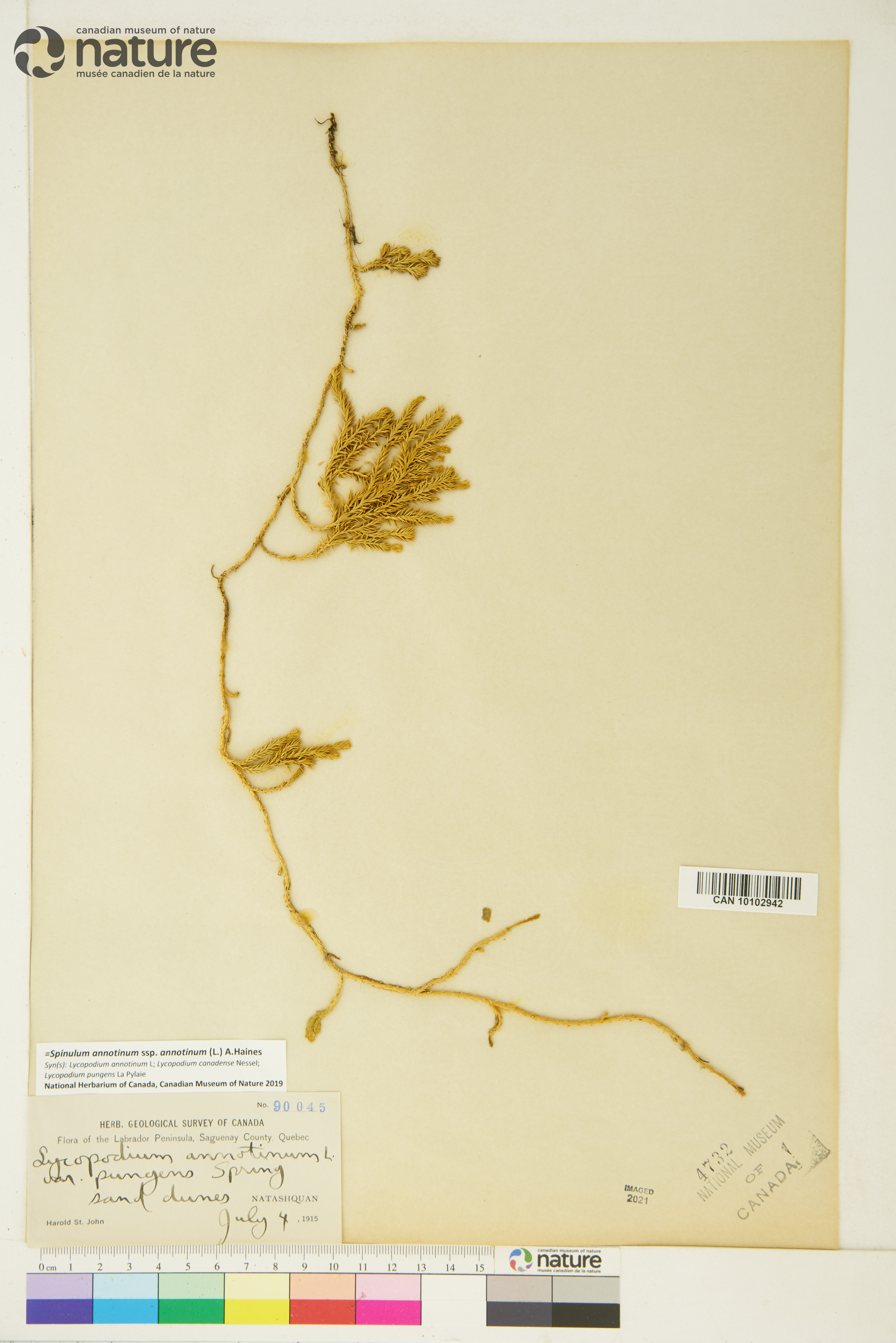 Spinulum annotinum subsp. annotinum image