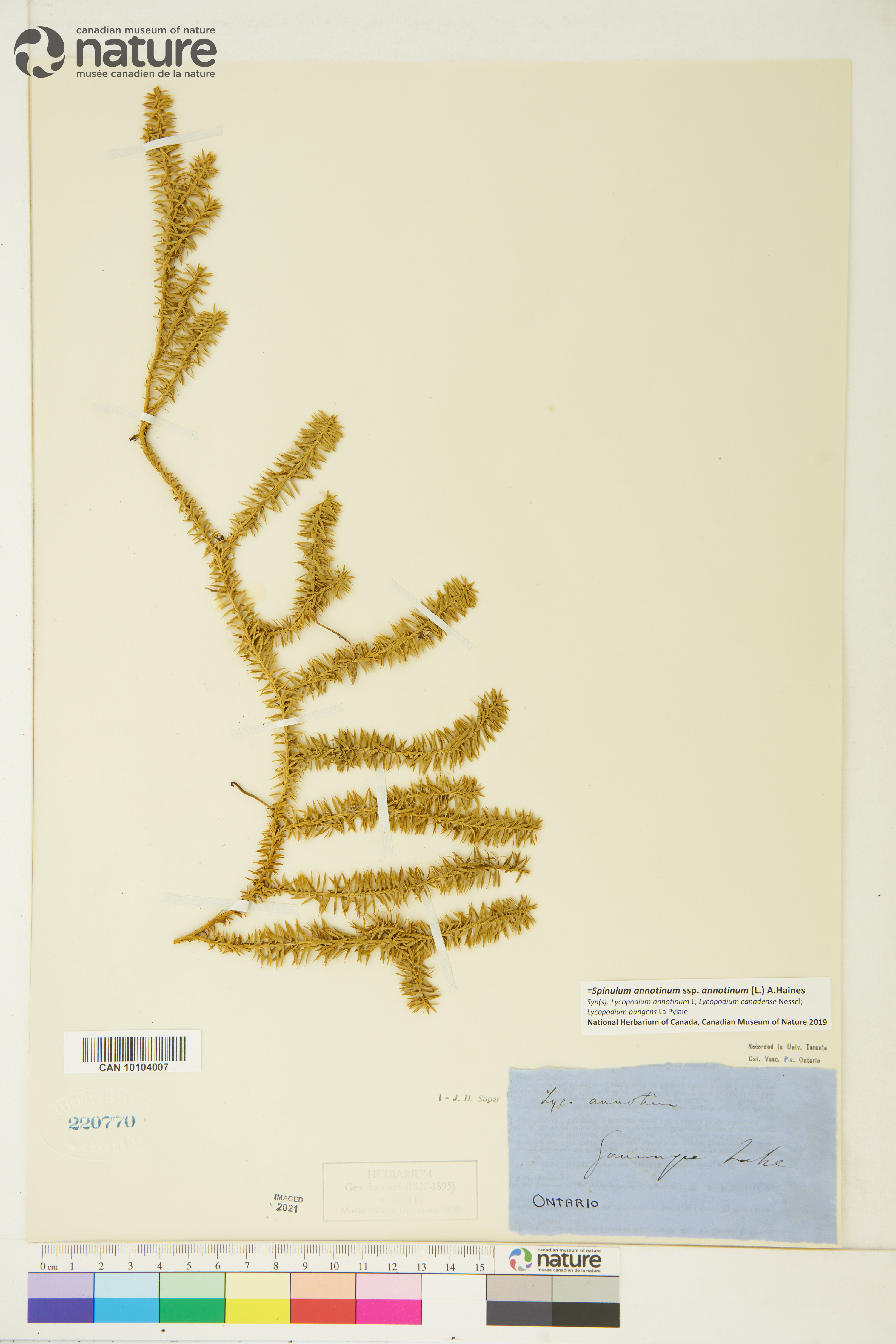 Spinulum annotinum subsp. annotinum image