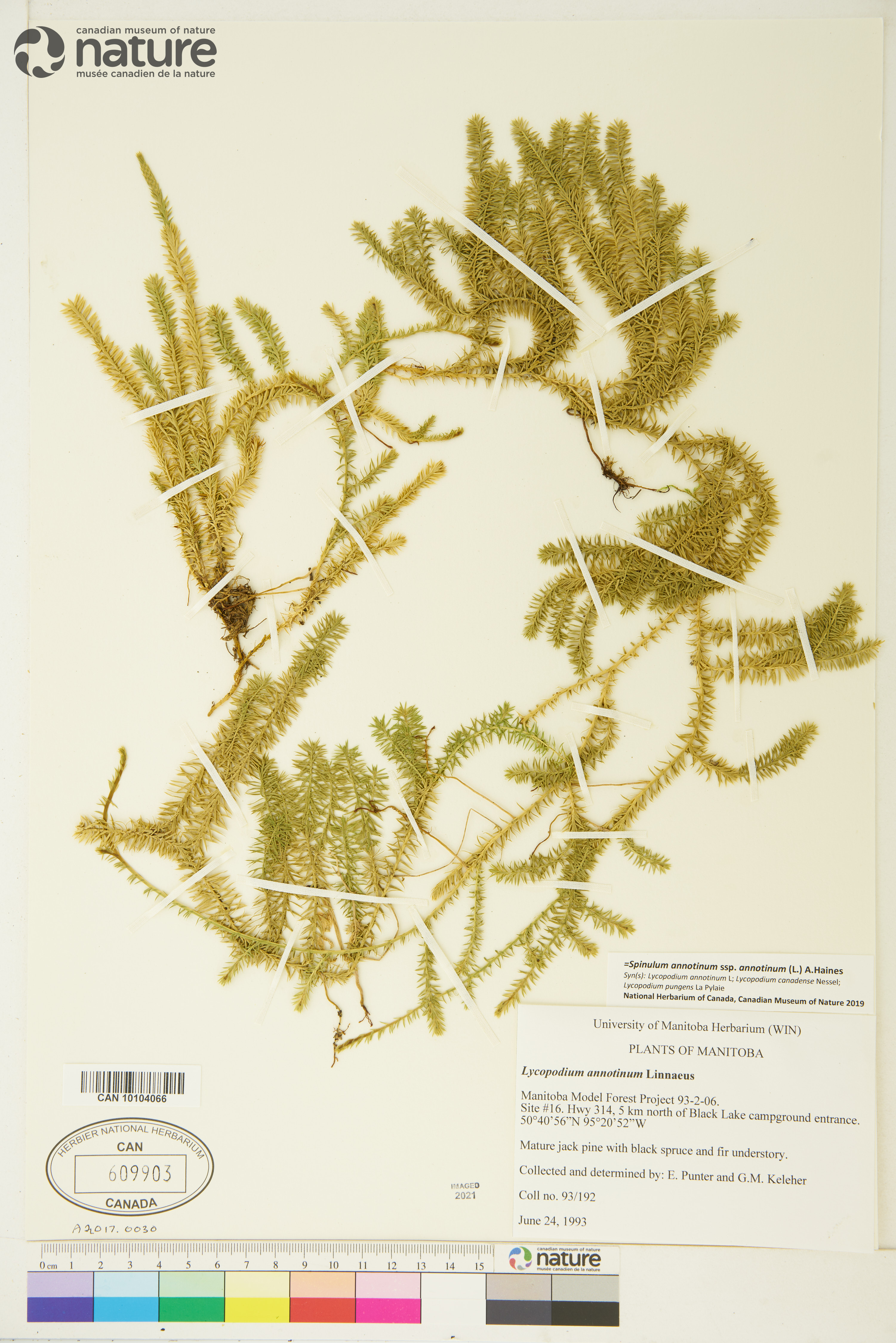 Spinulum annotinum subsp. annotinum image