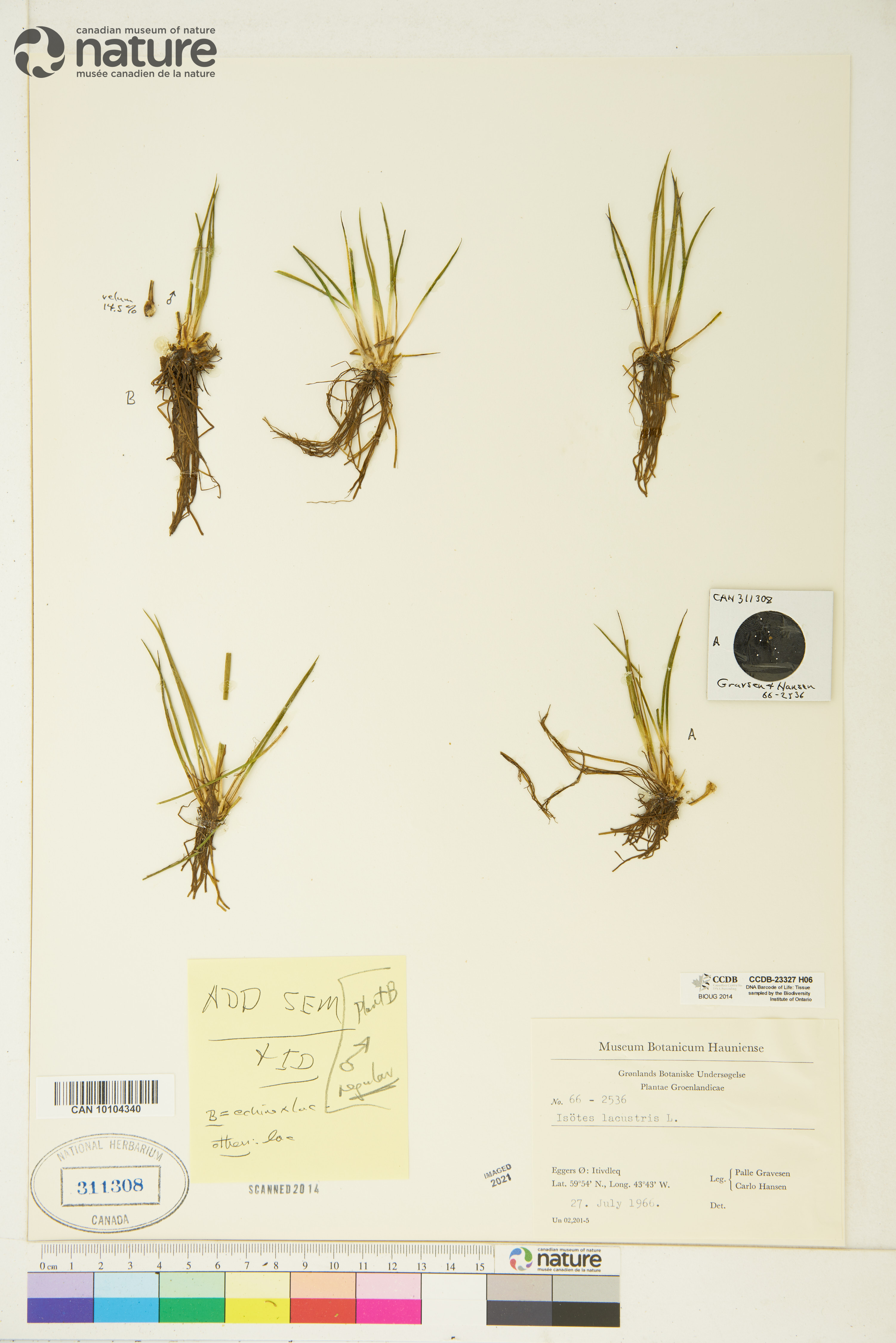 Isoëtes lacustris image