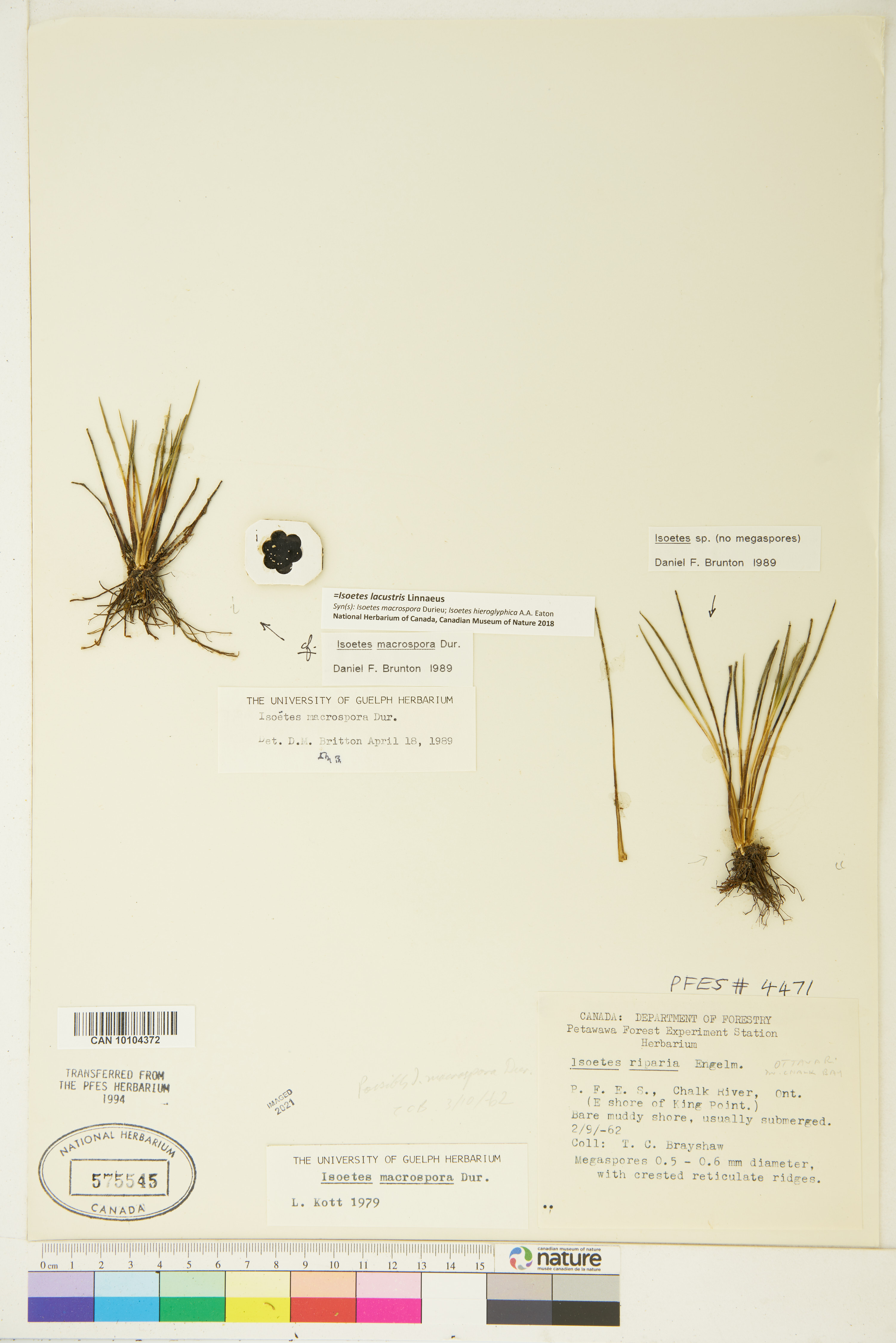 Isoëtes lacustris image