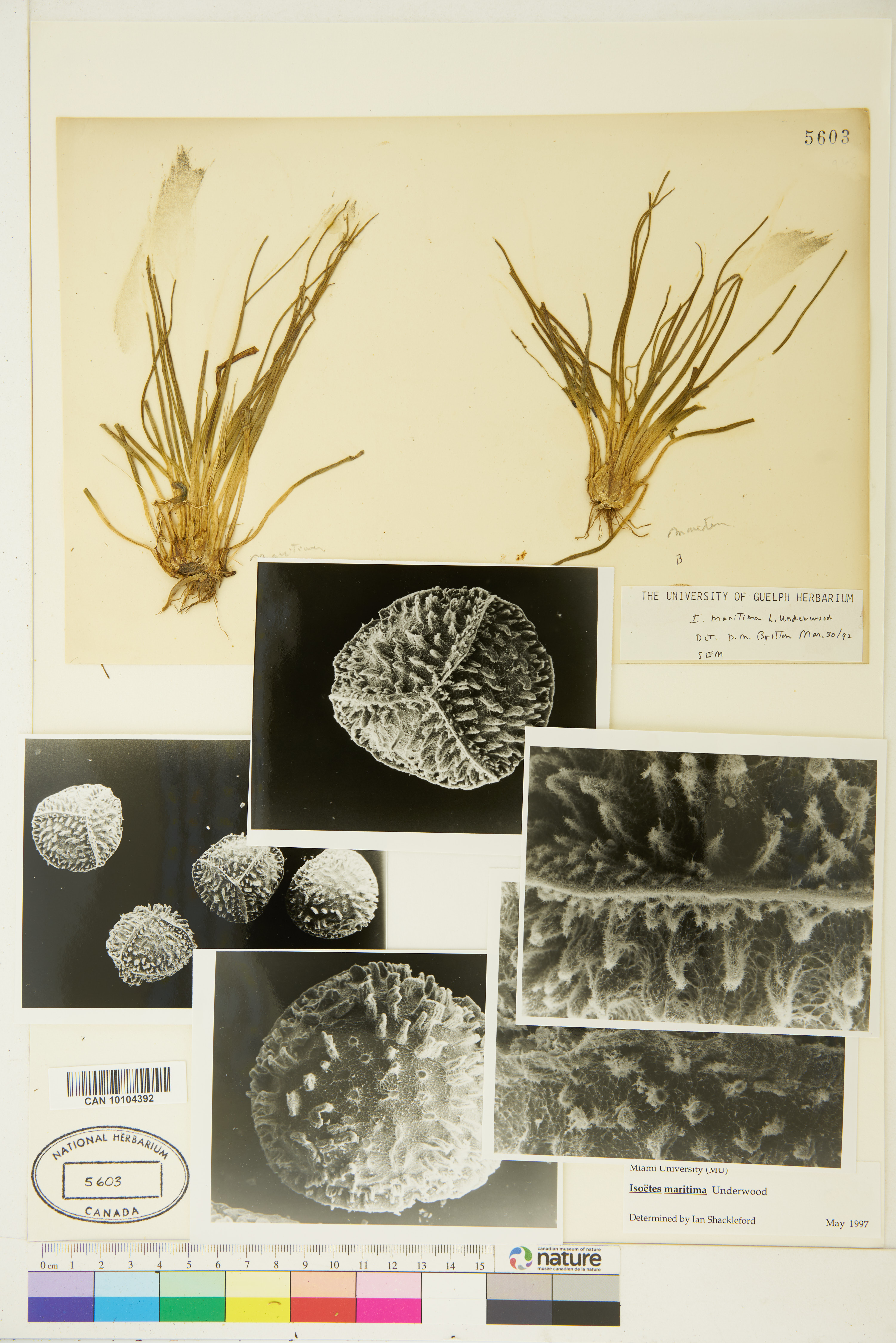 Isoëtes maritima image