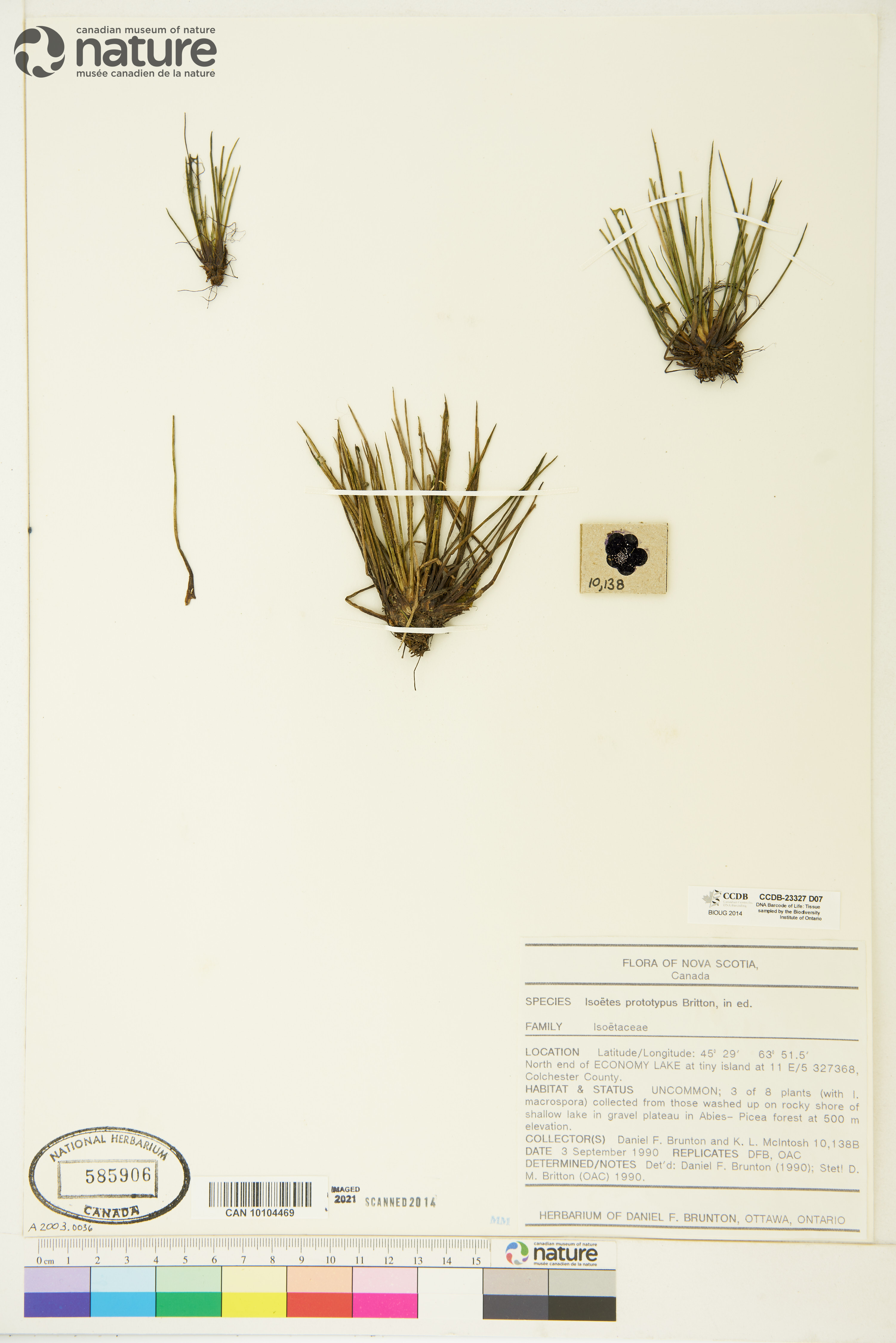 Isoëtes prototypus image
