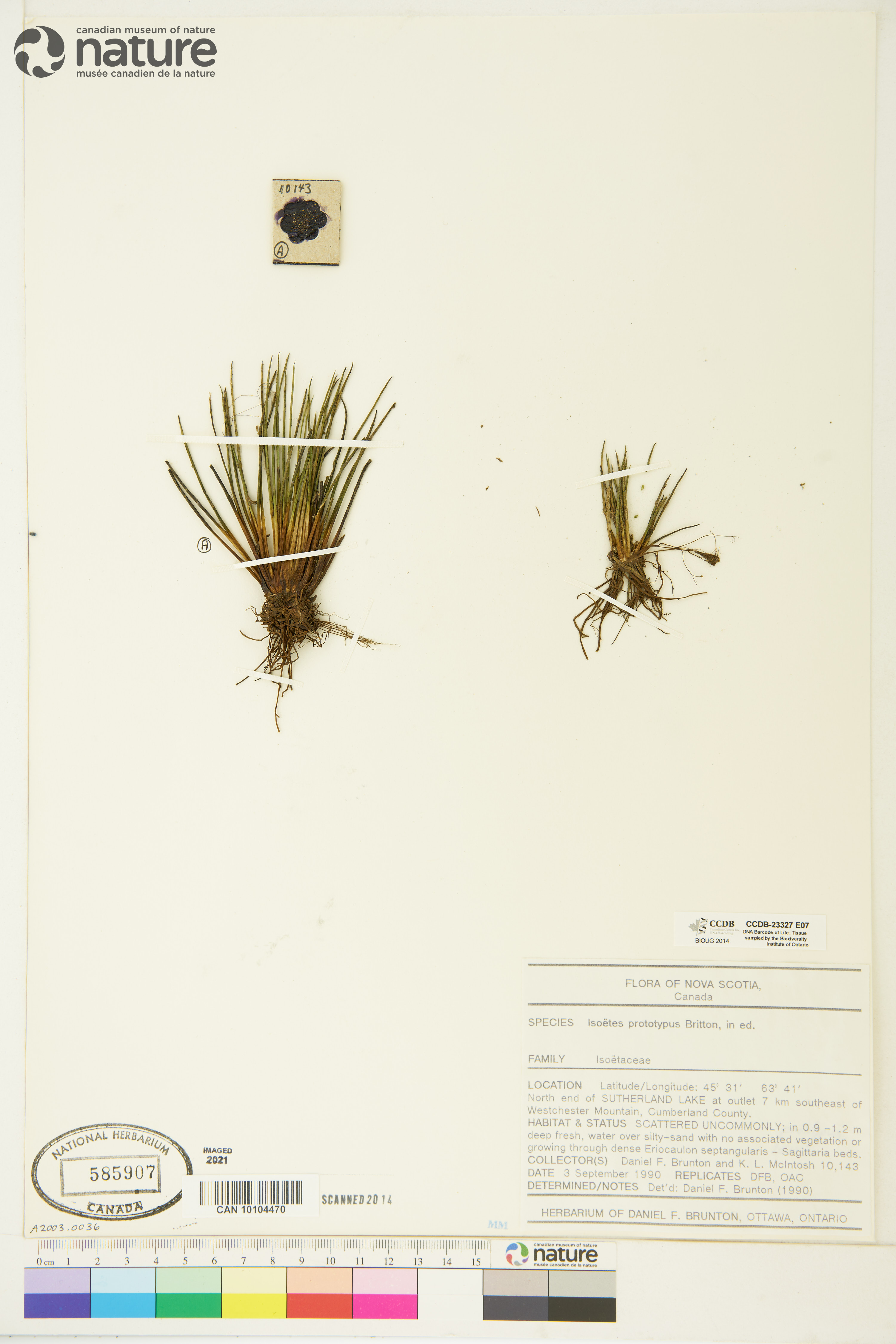 Isoëtes prototypus image