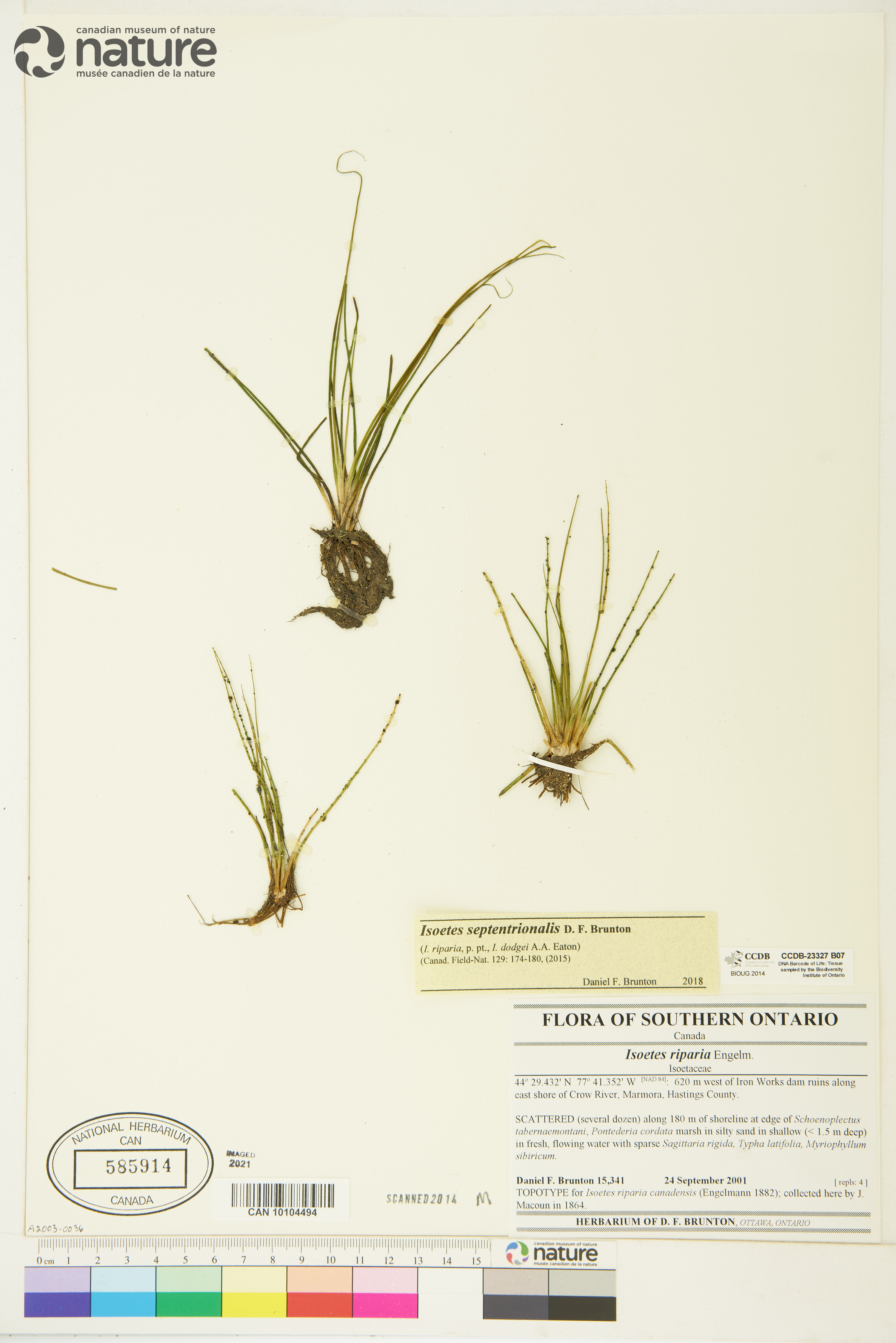 Isoëtes septentrionalis image