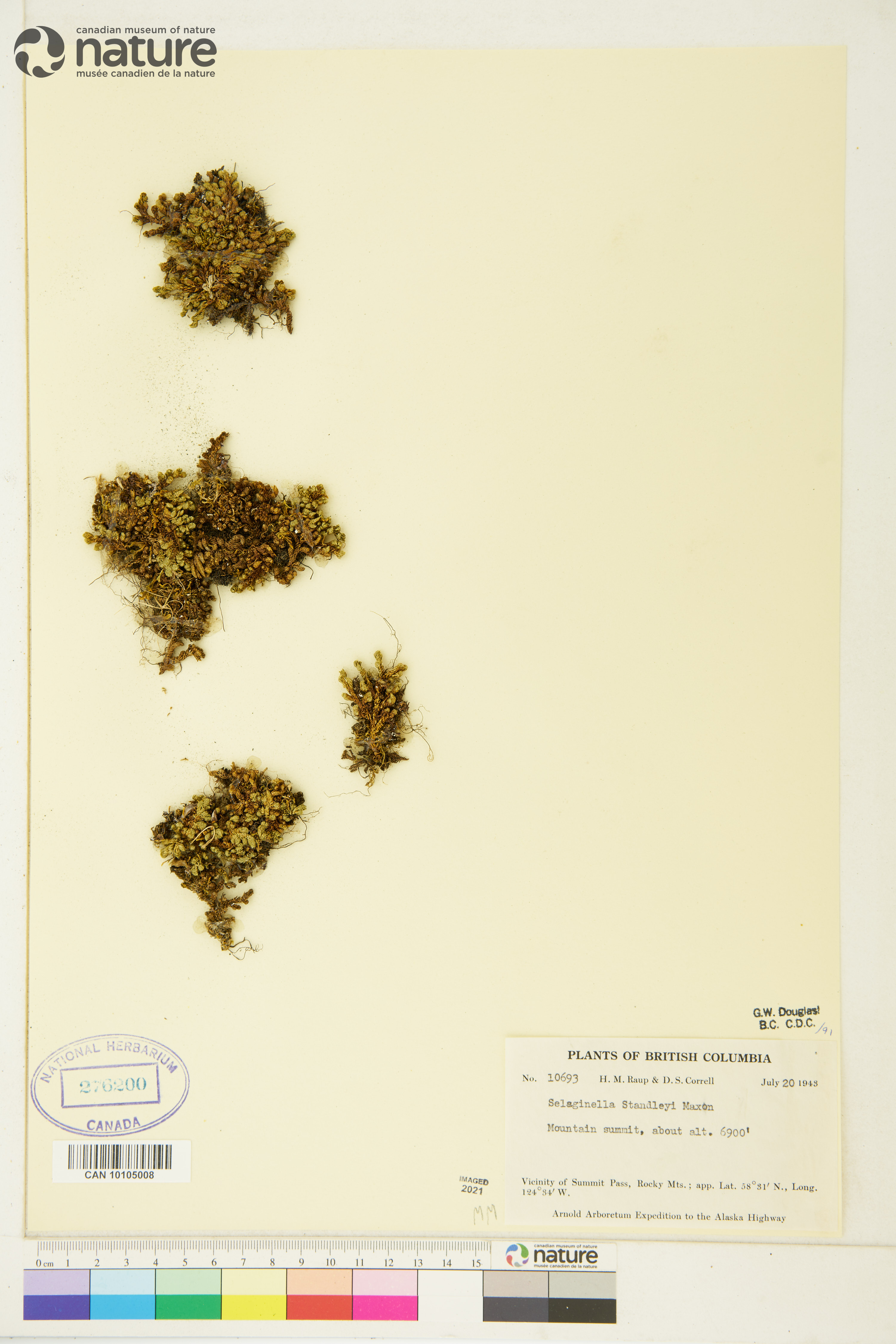 Selaginella standleyi image