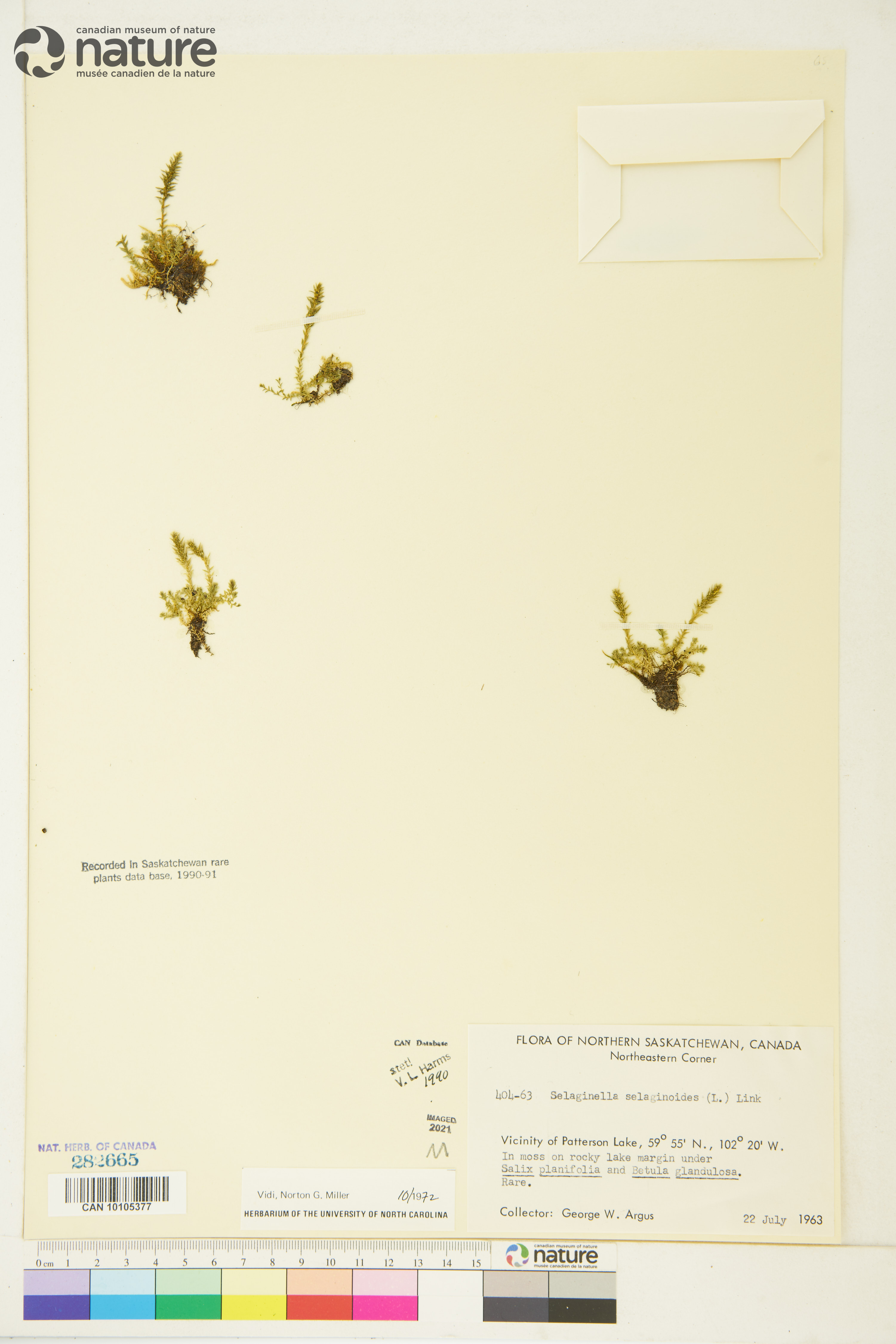 Selaginella selaginoides image