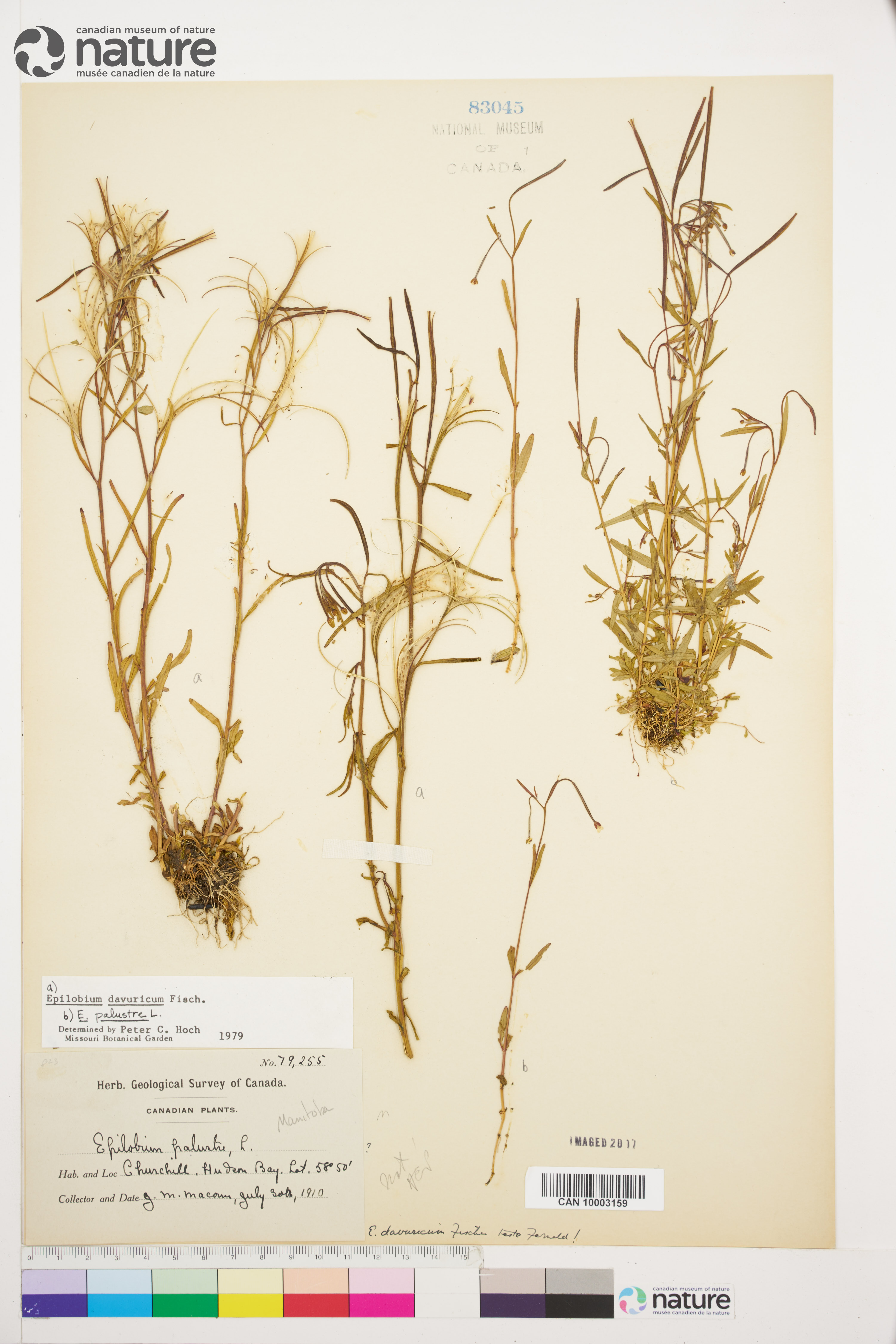 Epilobium davuricum image