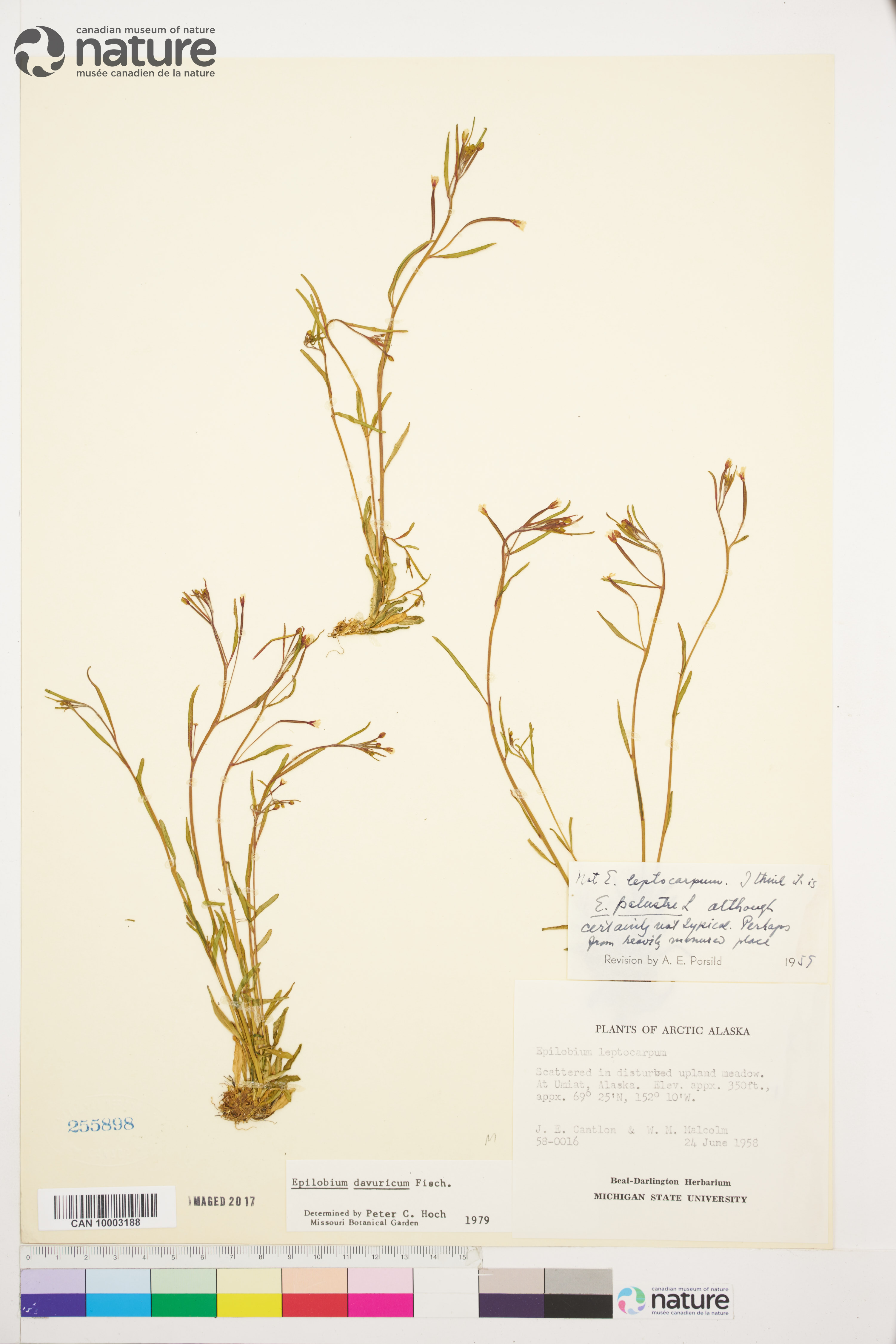 Epilobium davuricum image
