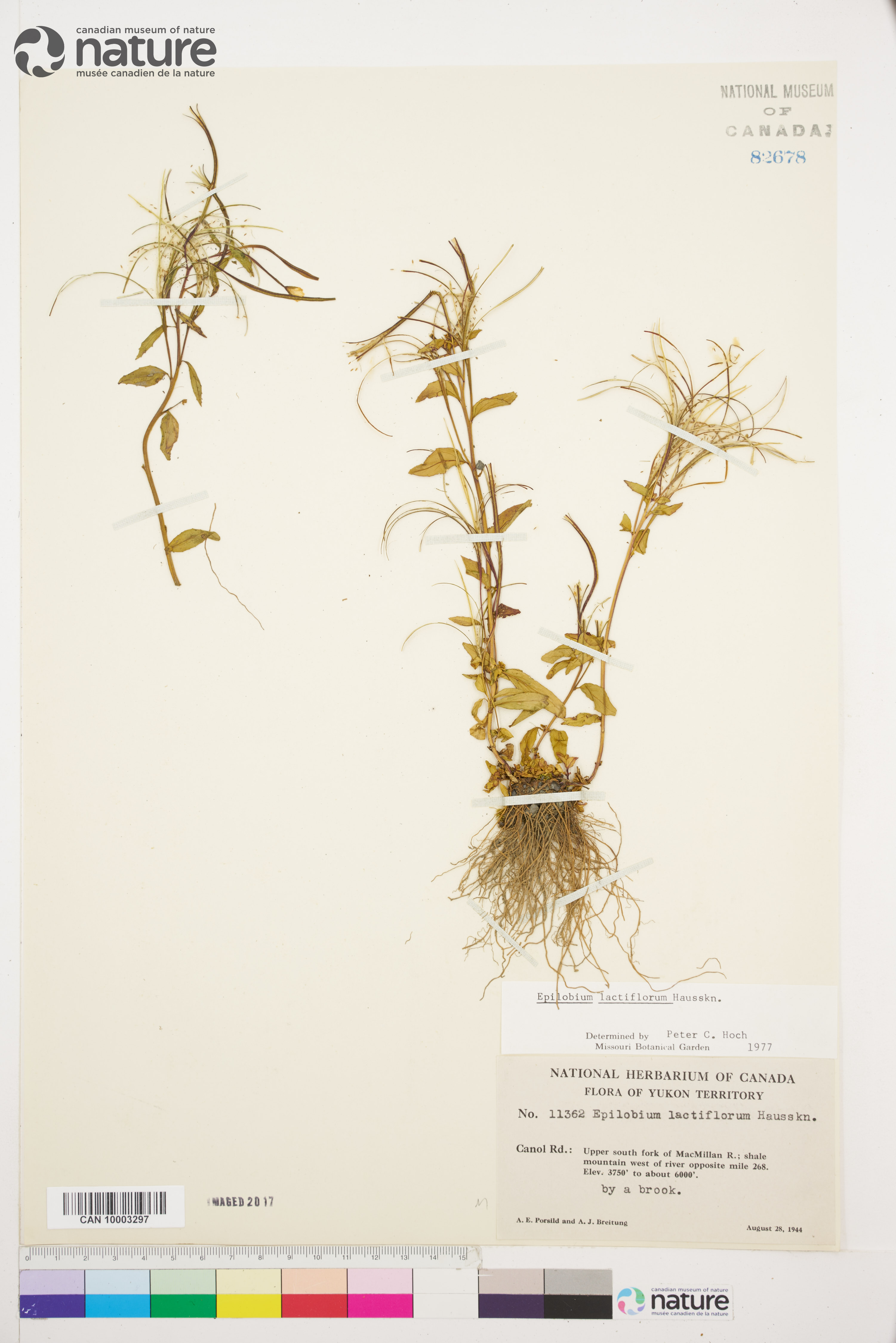 Epilobium lactiflorum image